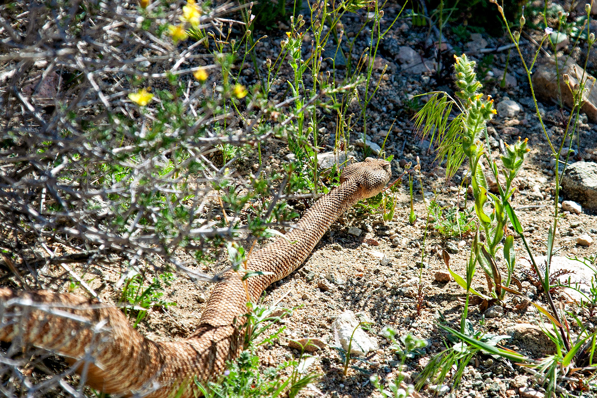 Reptiles_Wildlife_20030514_0074_PS