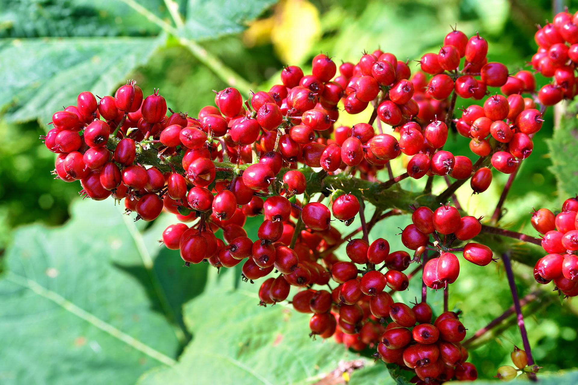 Flowers_20030806_0158_PS