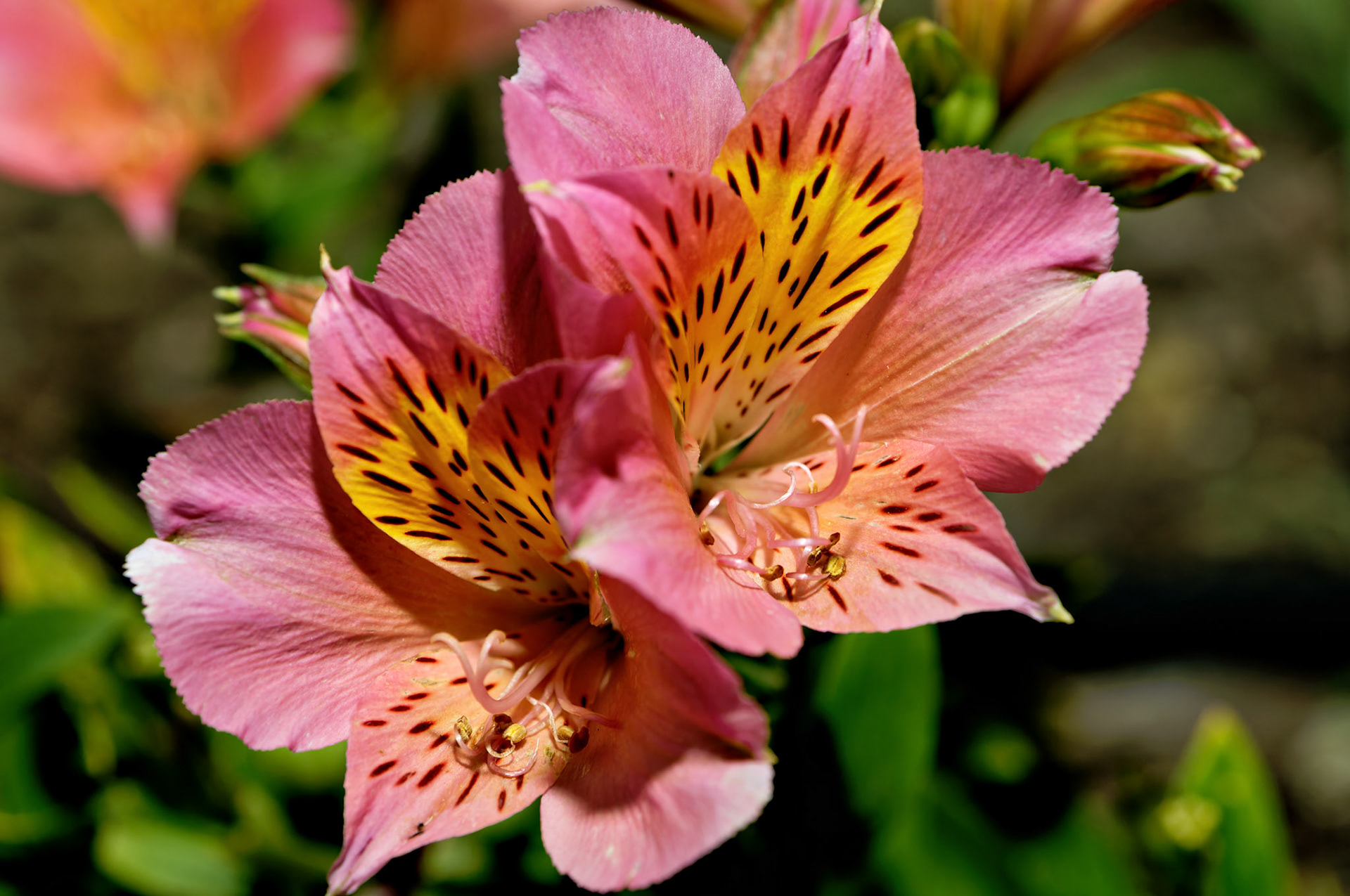 Flowers_20050718_0277_PS