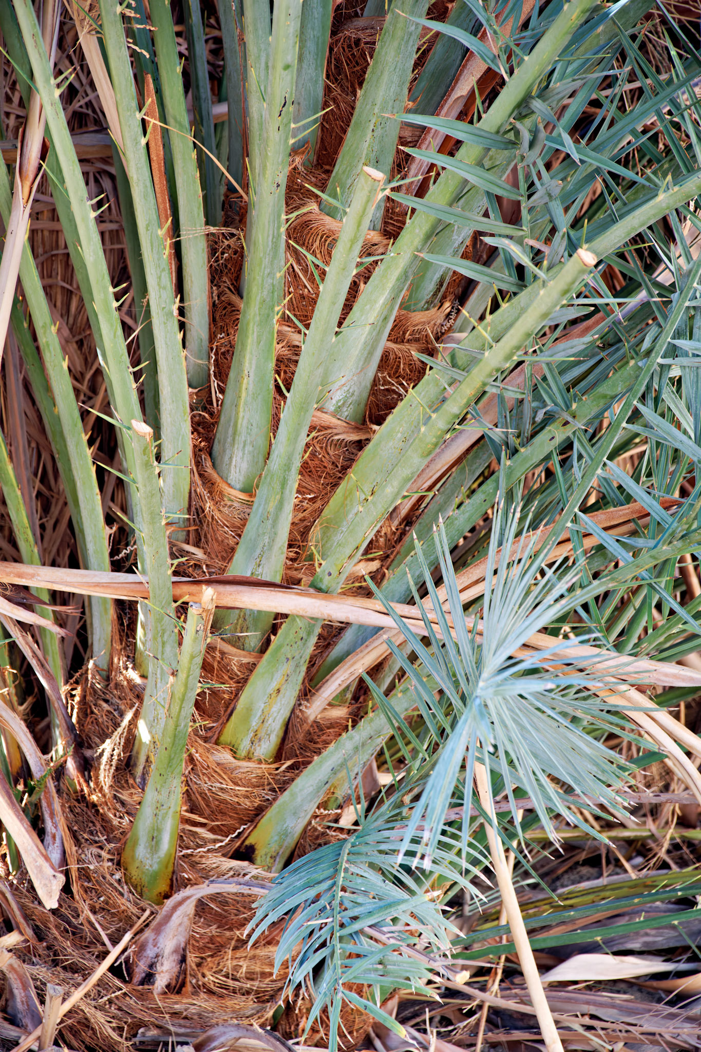 CA_PalmSprings_20111117_0476_PS
