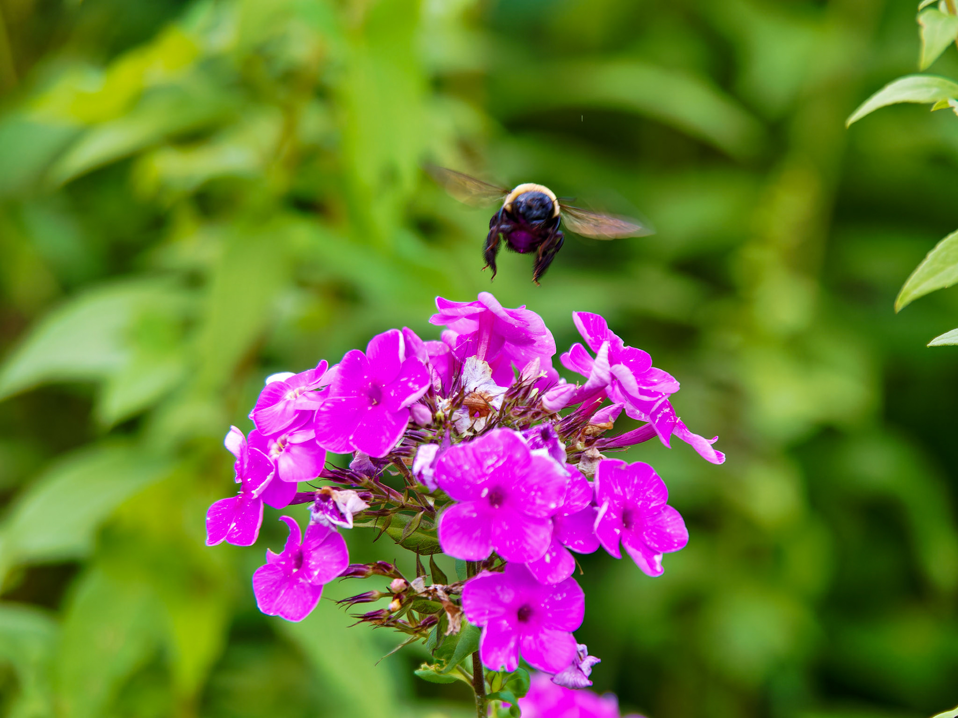 Insects_20130817_0317_PS