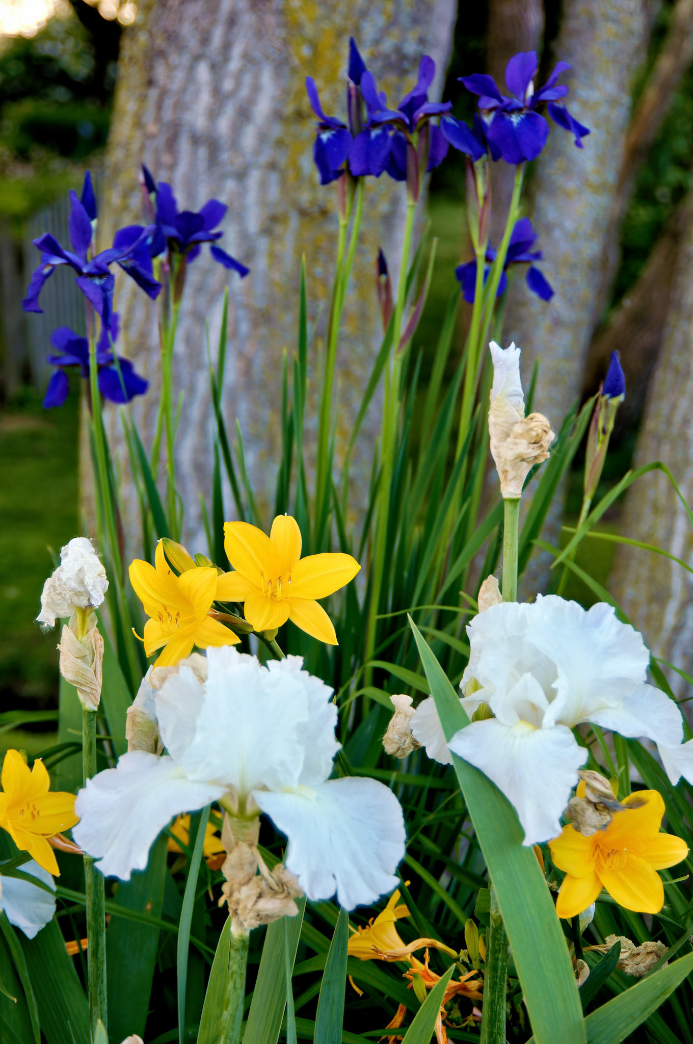 Flowers_20050528_0266_PS