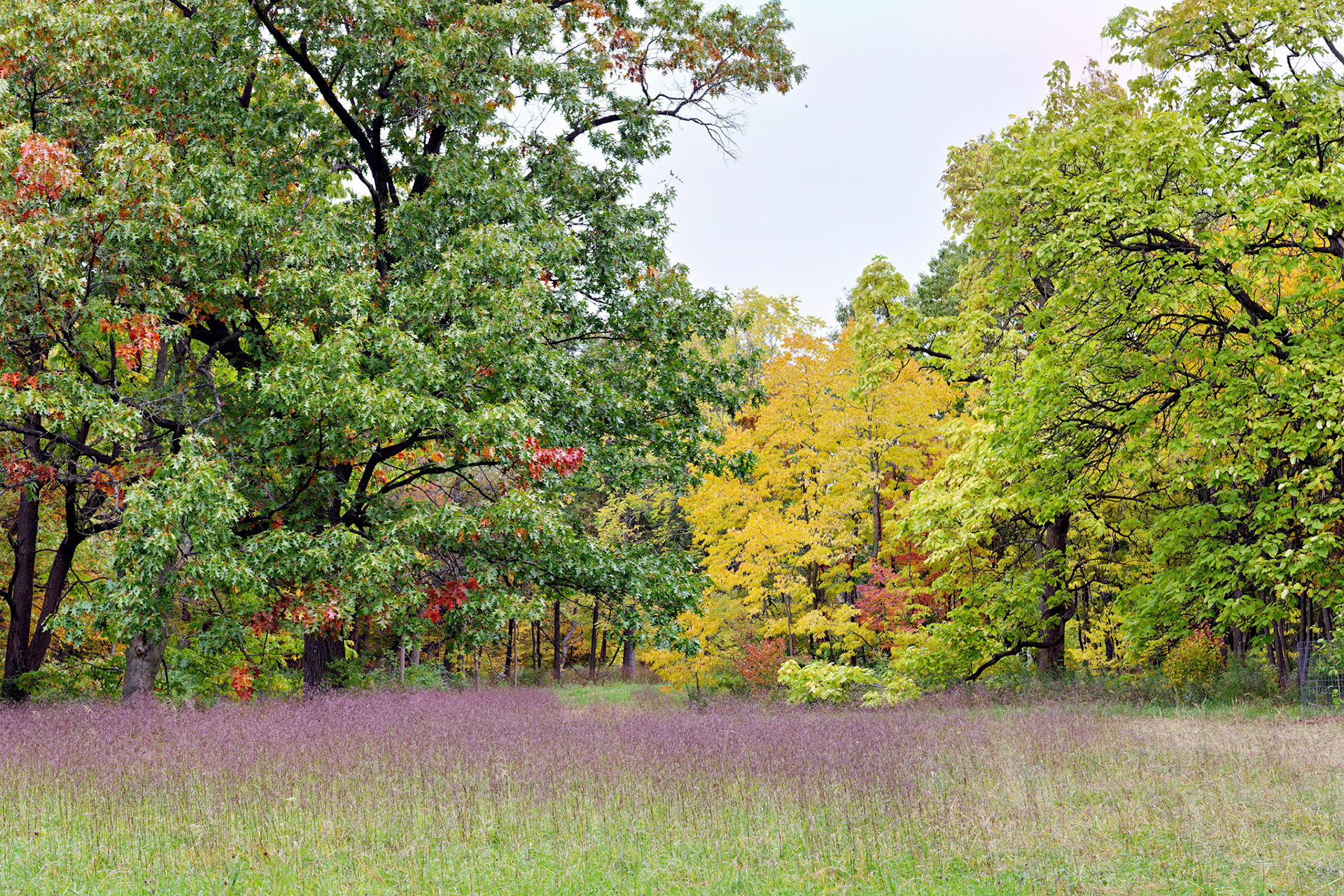 IL_Morton Arboretum_20121005_0548_PS