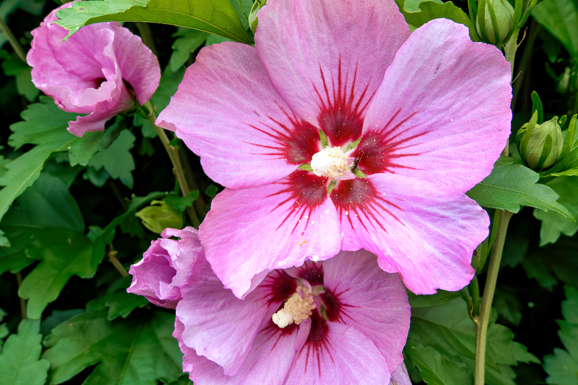 Flowers_20140801_0713_PS