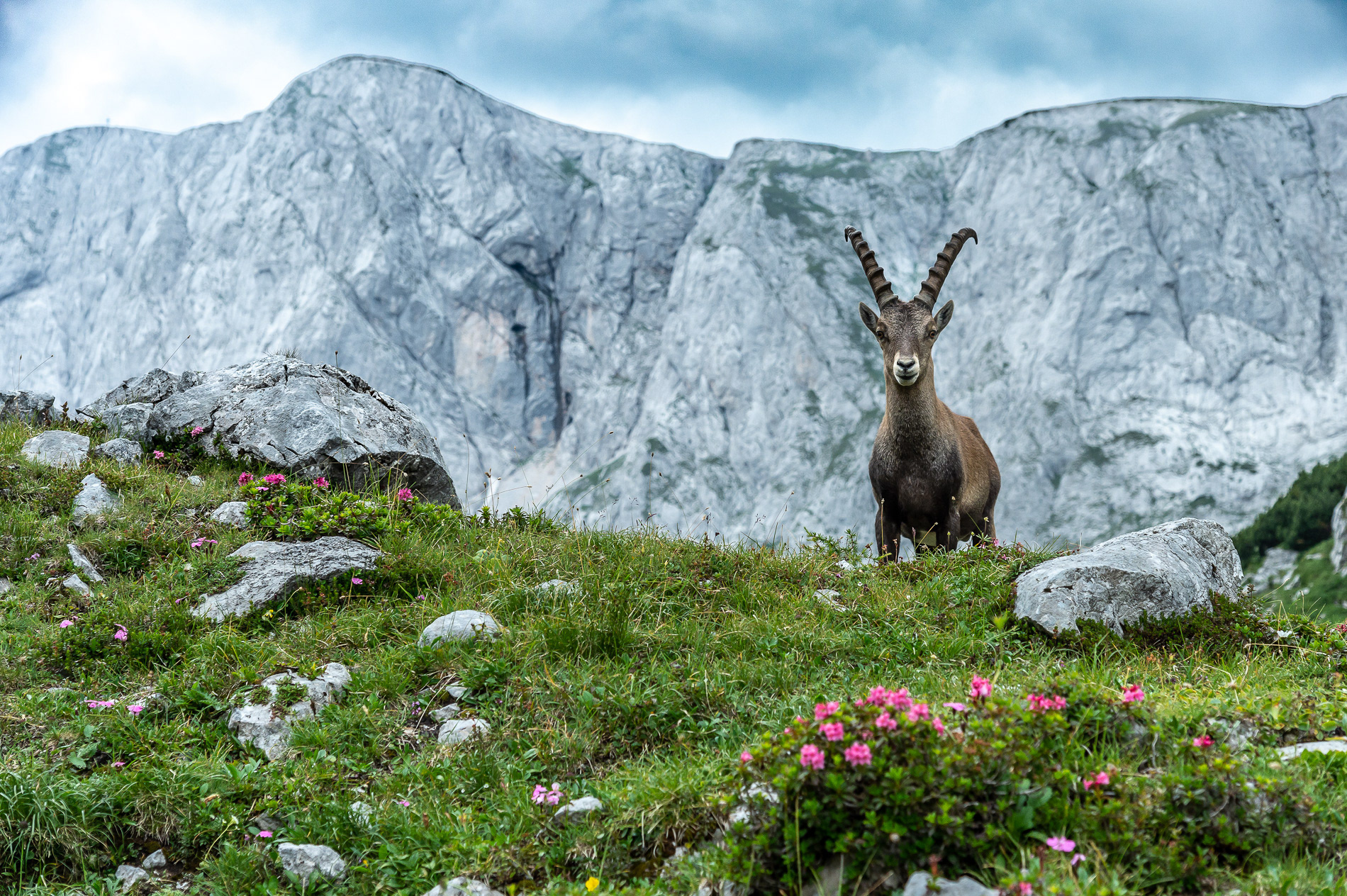Steiermark Tourismus | Steinbock vor der Hochschwab Südwand