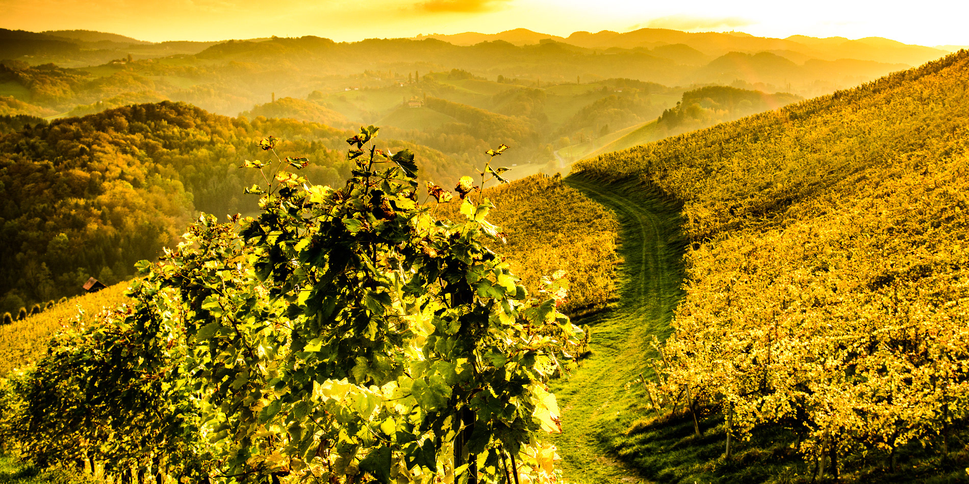 Weingut | Adam Lieleg