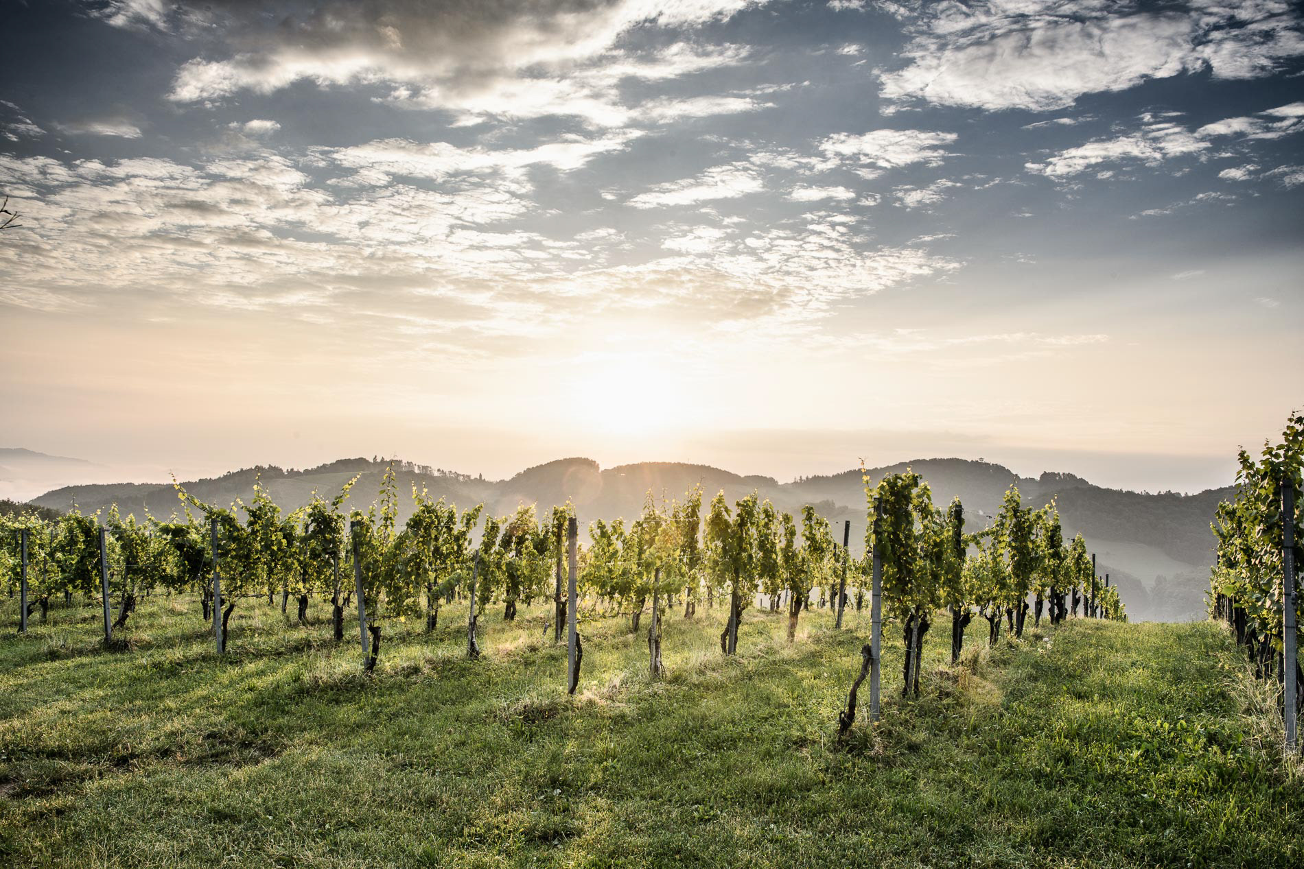 Weingut Skringer