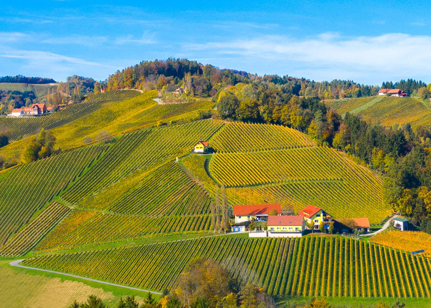 Weingut Bauer