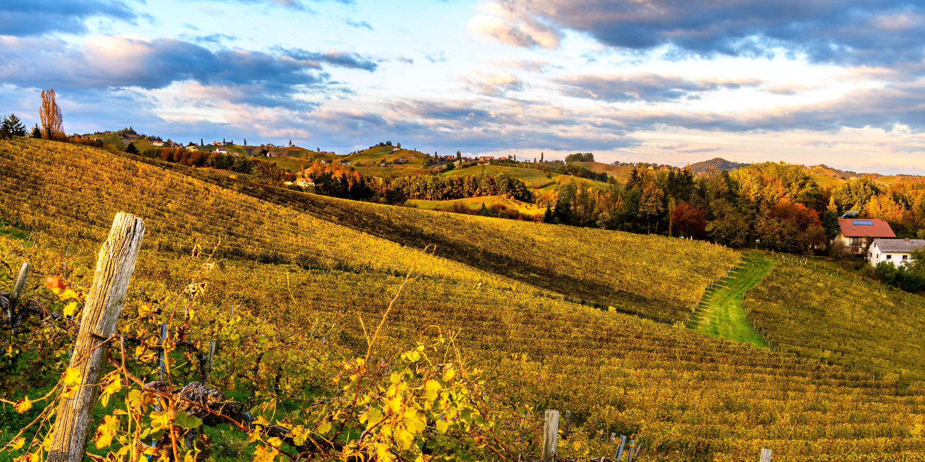 Weingut | Adam Lieleg
