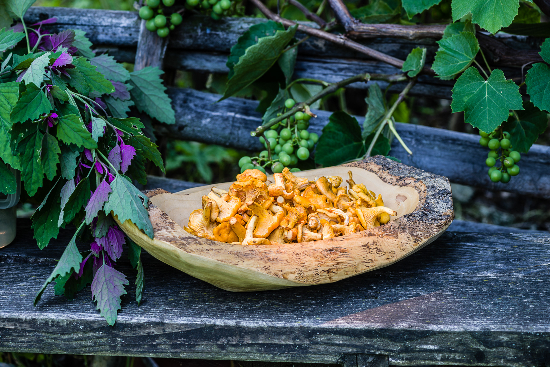 StmkT | Eierschwammerl