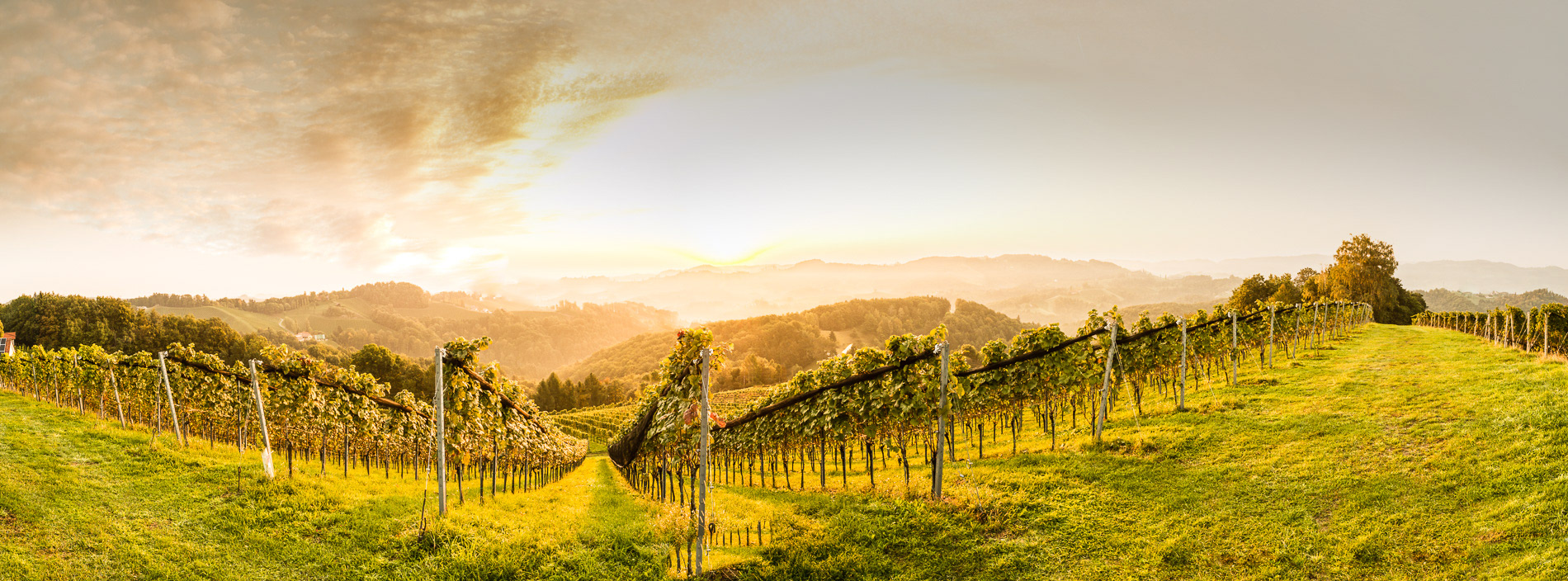 Weingut | Adam Lieleg