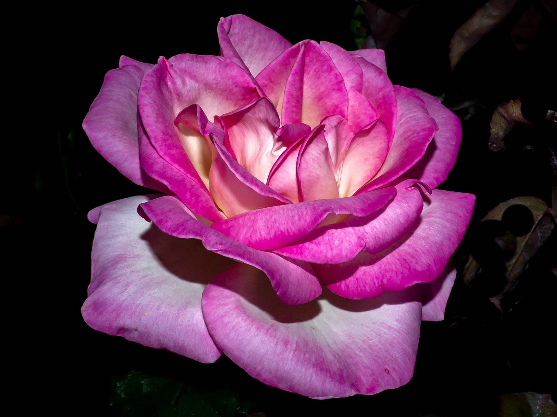 Il giardino di notte