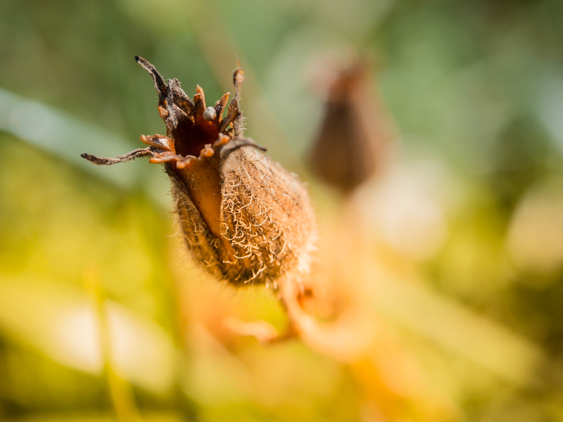 Elaborazione (pesante) con Lightroom