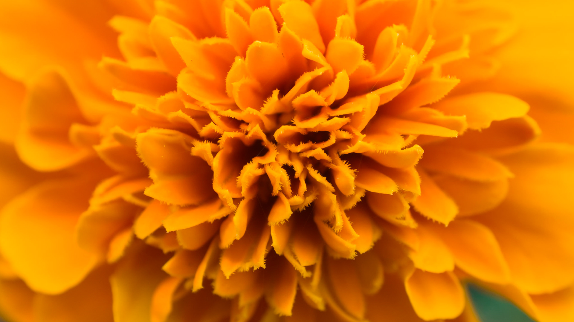 Particolare del fiore di puzzola - Tagete o Garofano d’India (T. patula) o Puzzola, Rosa d’India, Fior di morto (T. erecta)