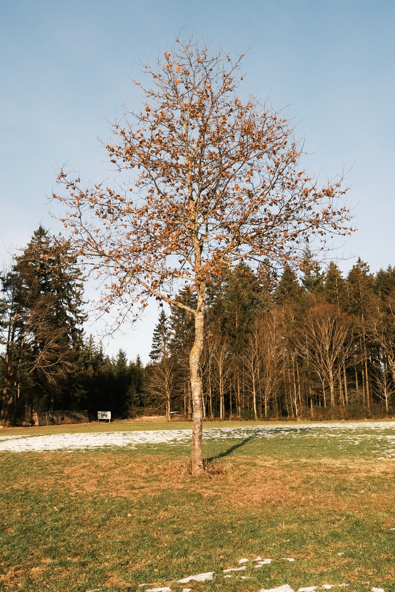 Biederbach, Germania