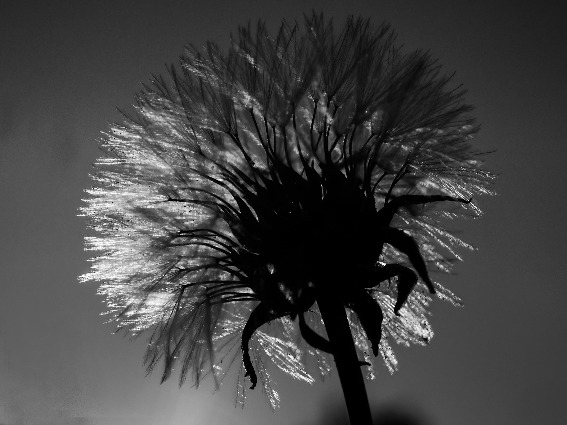 Dente di Leone in controluce