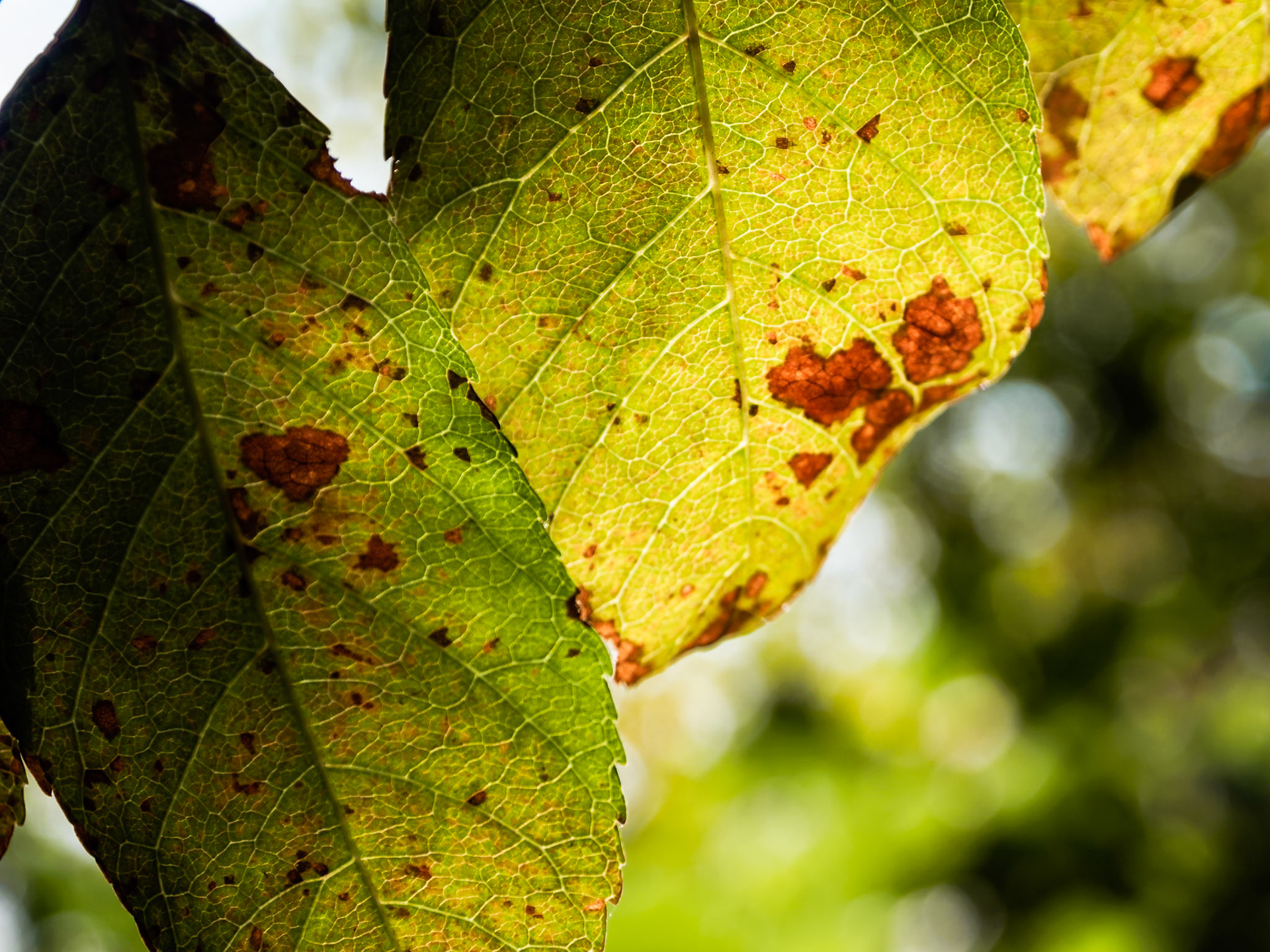 L'autunno arriva e colora la natura