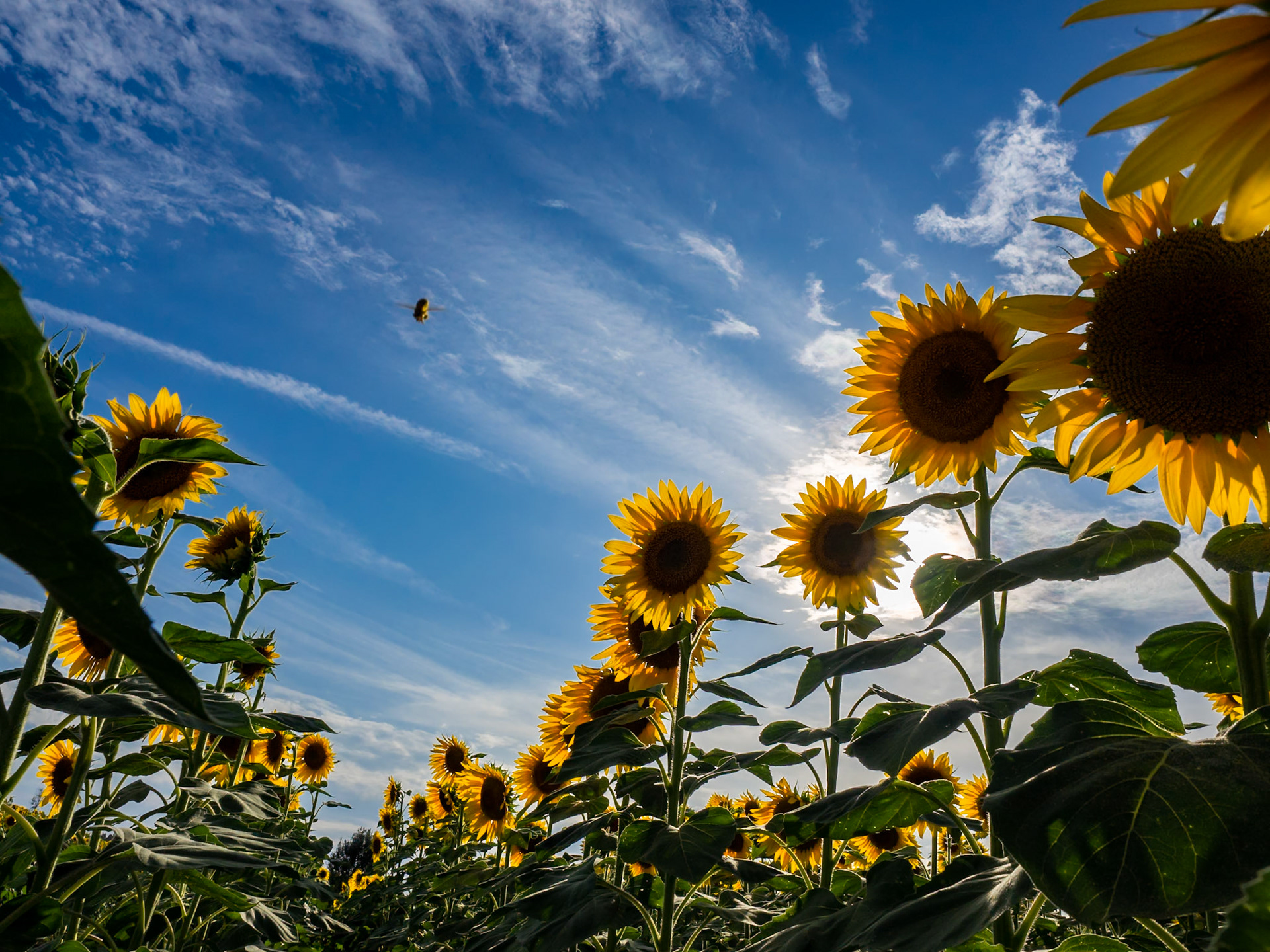 In volo in un campo di girasoli