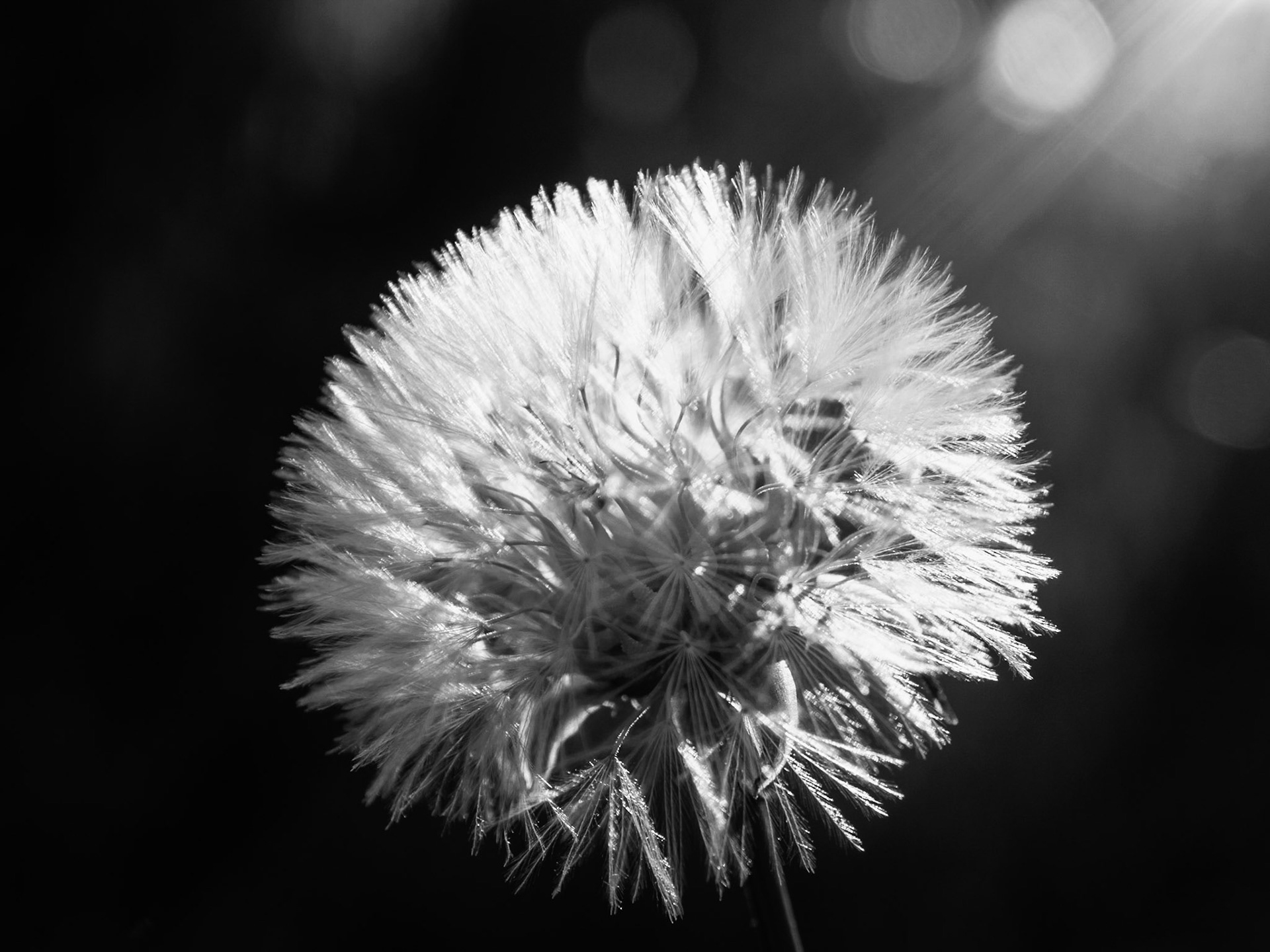 Raggi di sole illuminano il dente di leone