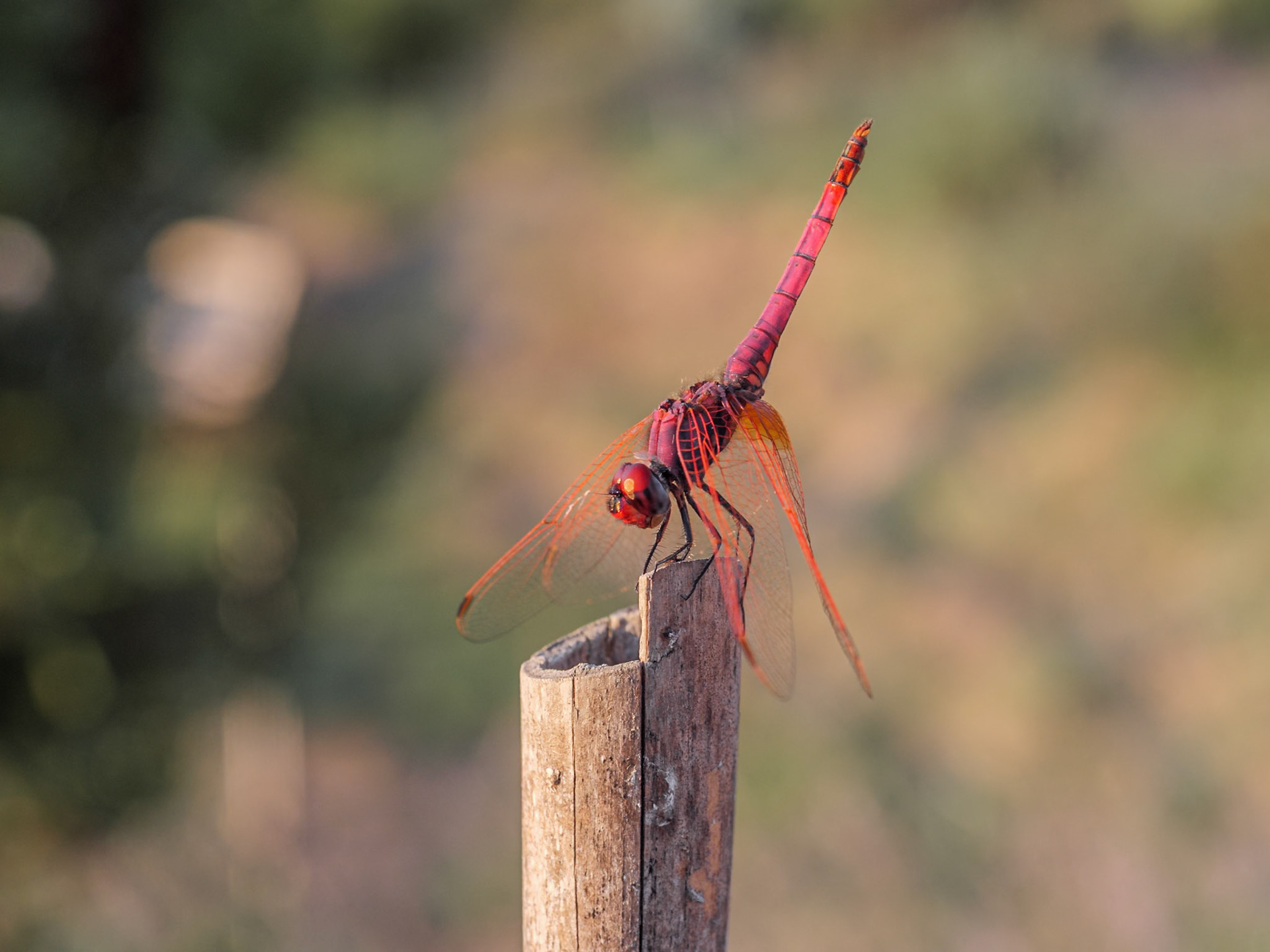 Libellula al tramonto