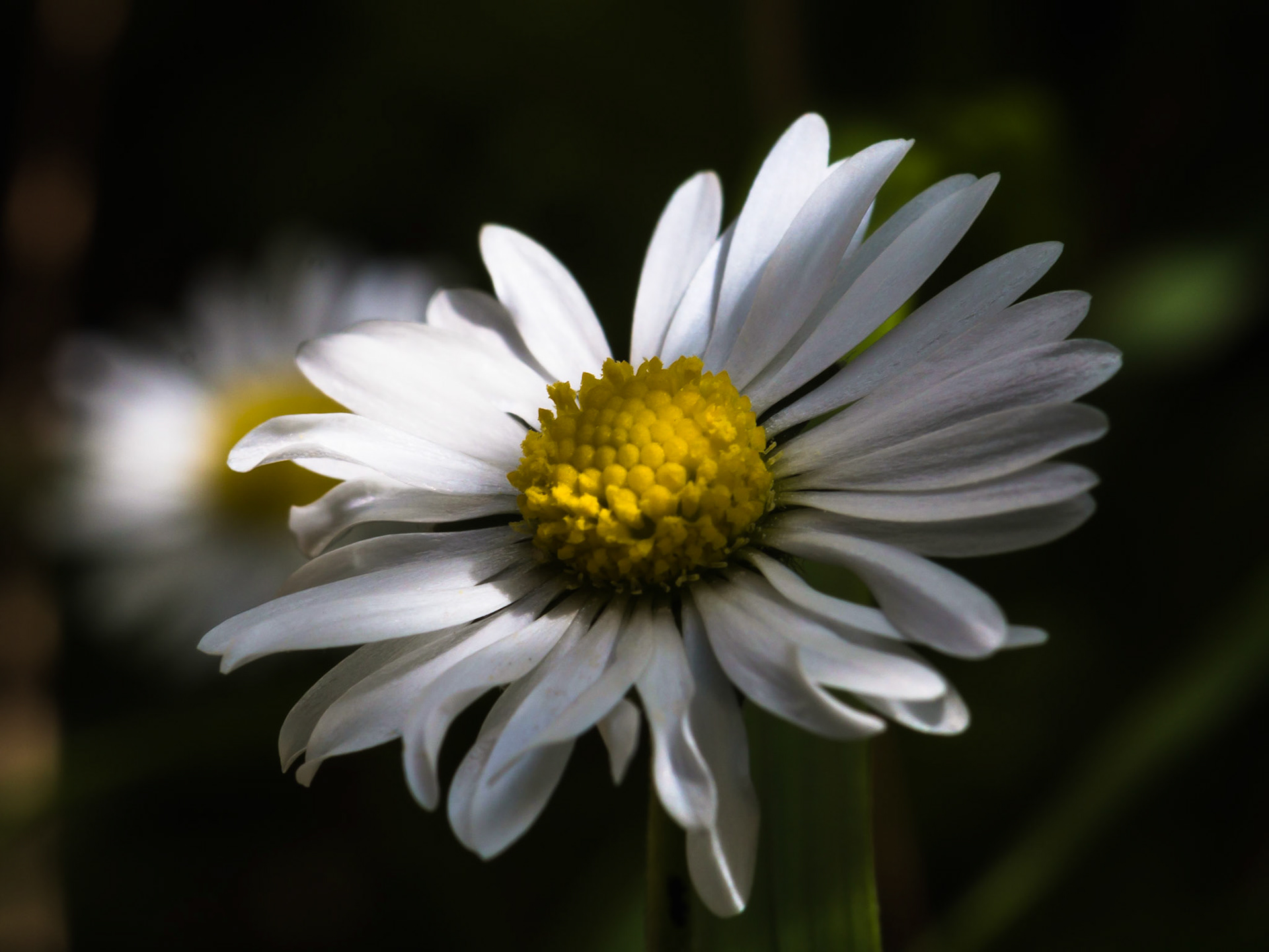Fiore di campo: Margherita in penombra
