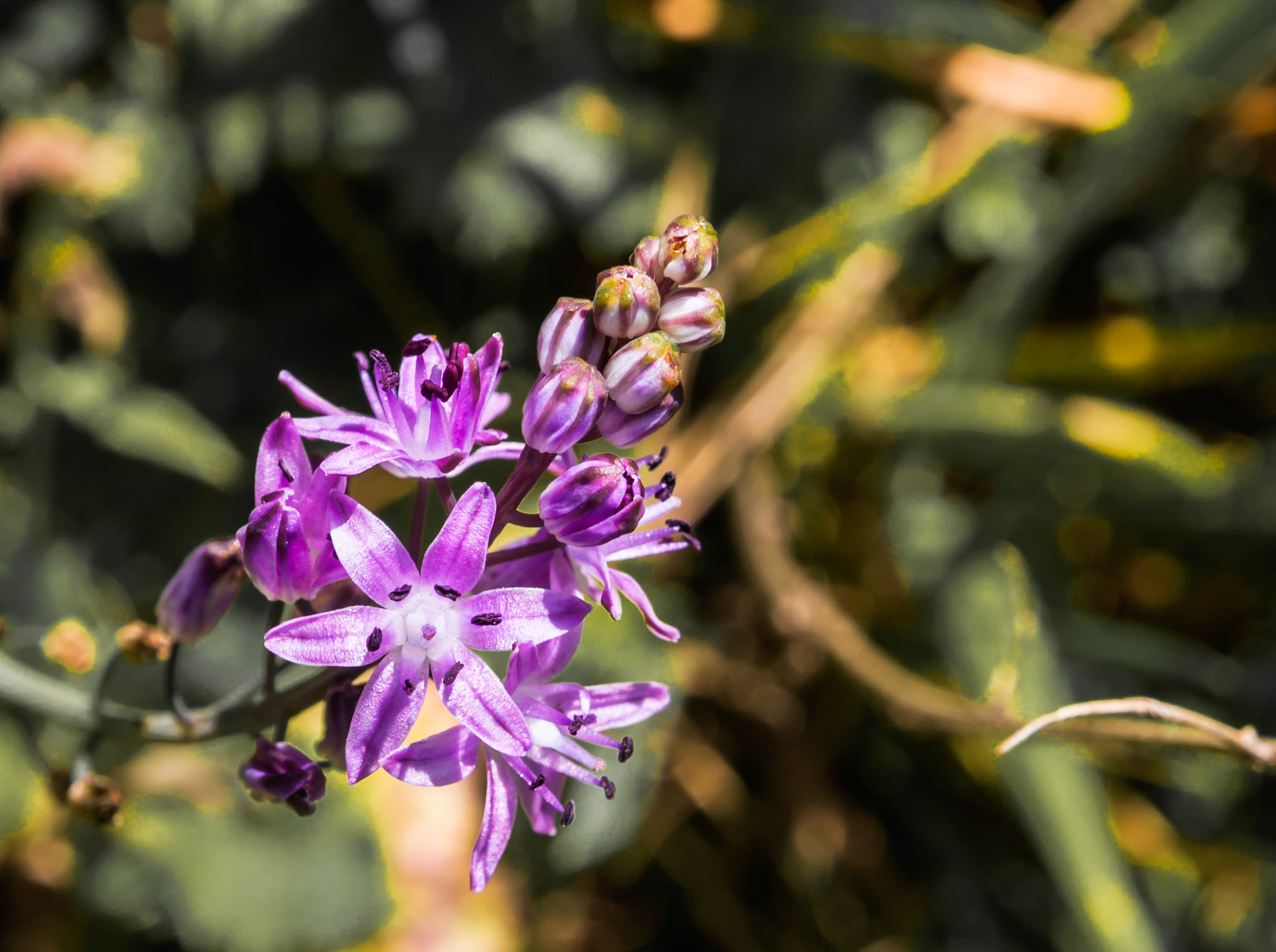 Scilla bifolia - A small wild flower in the countryside