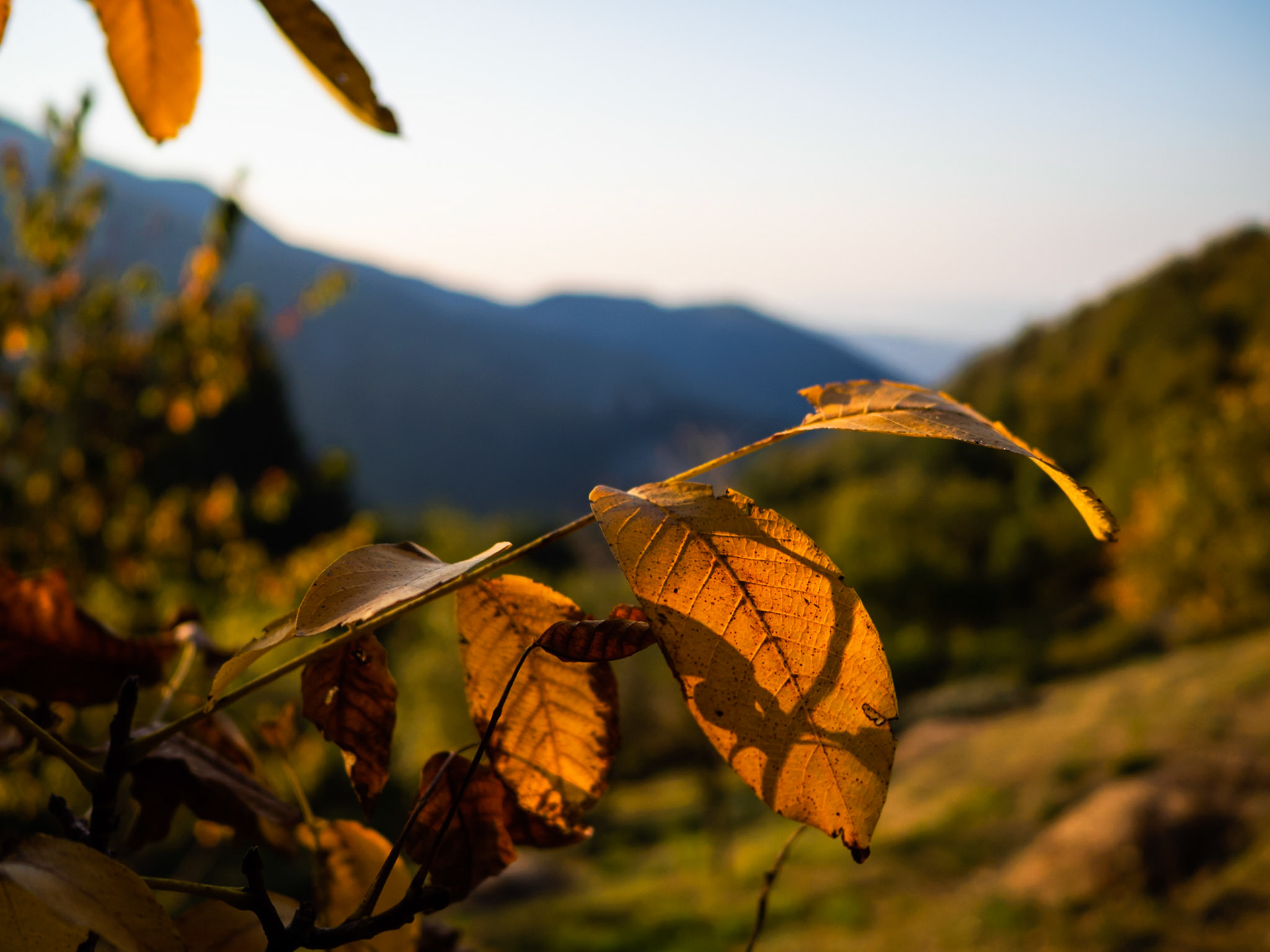 Le foglie si colorano di giallo
