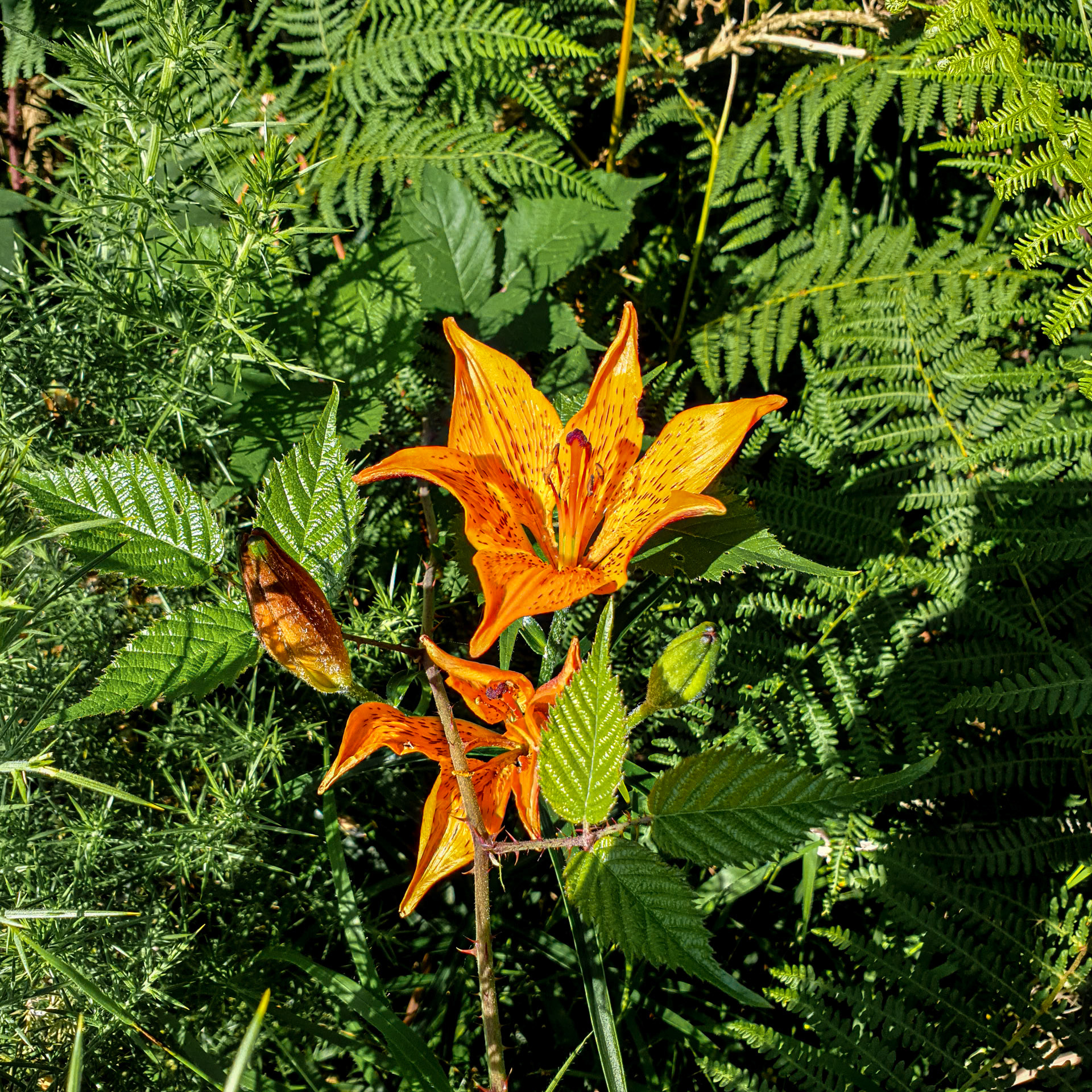 Lilium bulbiferum