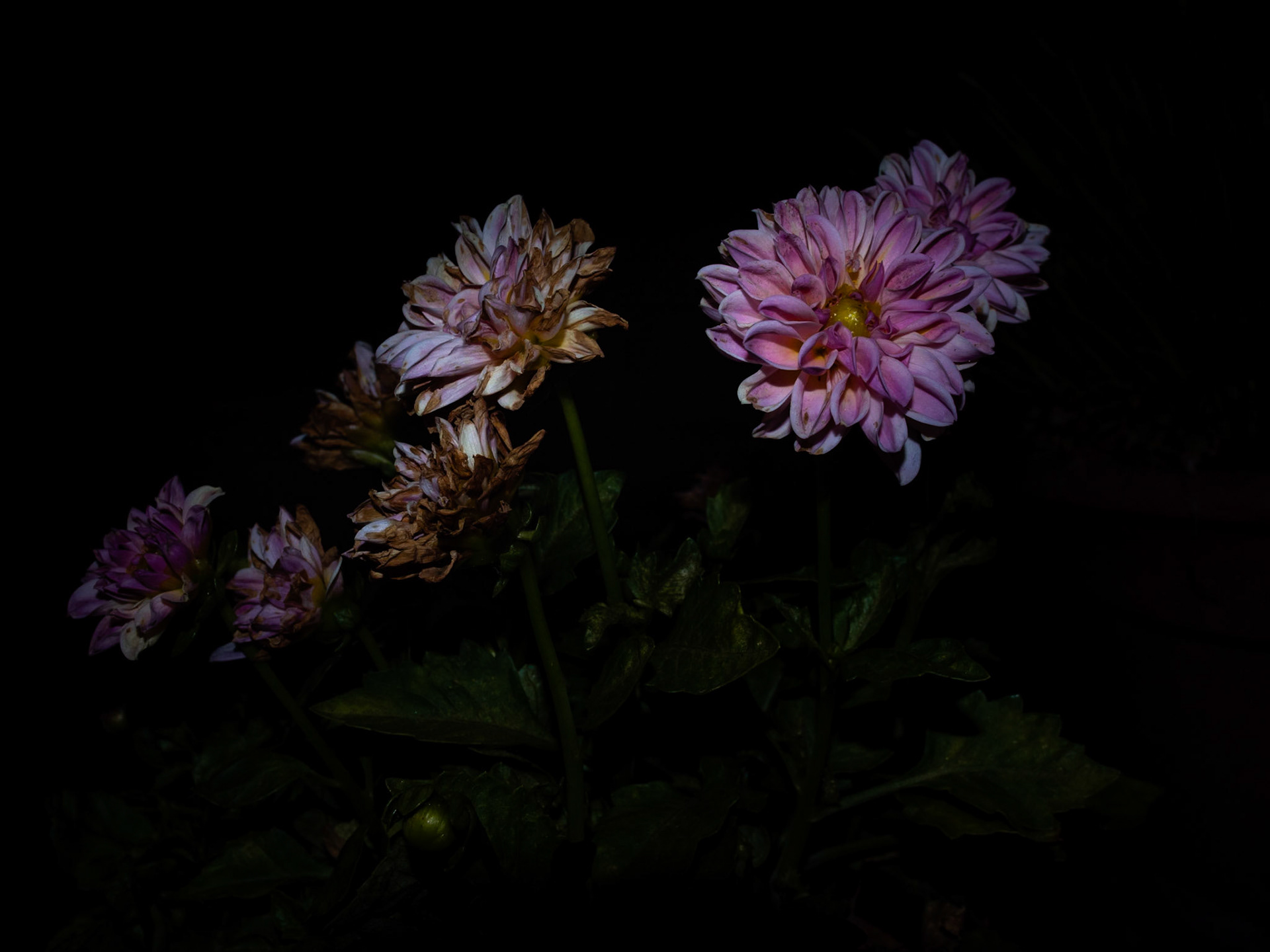 Il giardino di notte