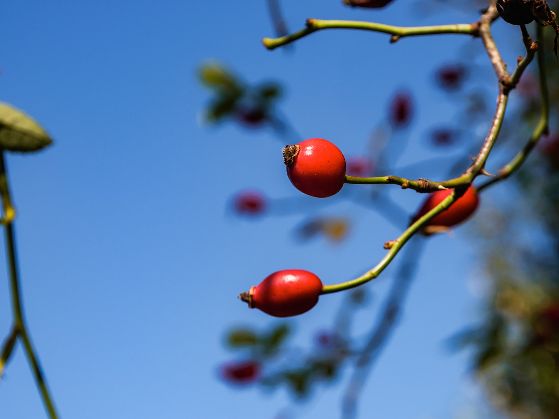Le rosse bacche della rosa canina