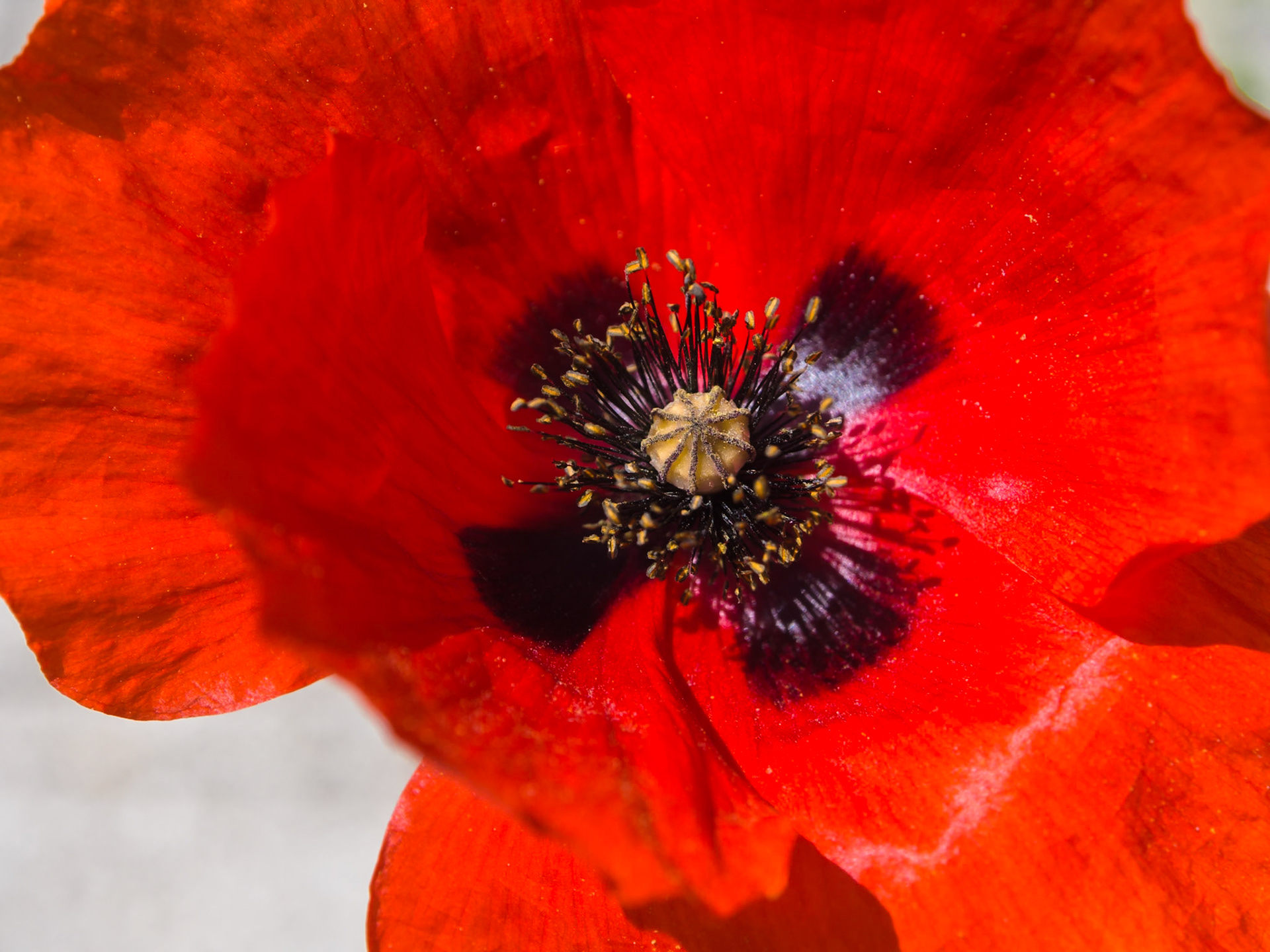 Forse il fiore più fotografato dell'estate