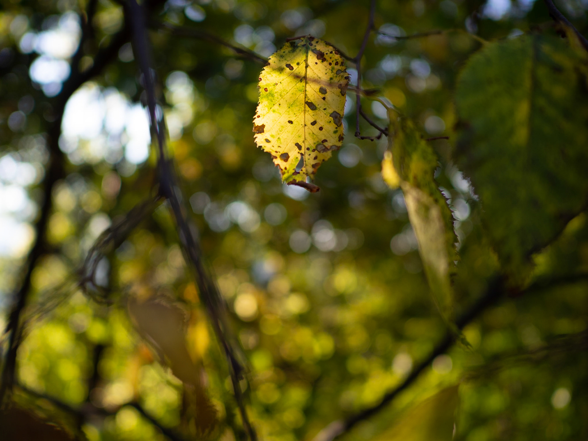 Il sole tra le foglie