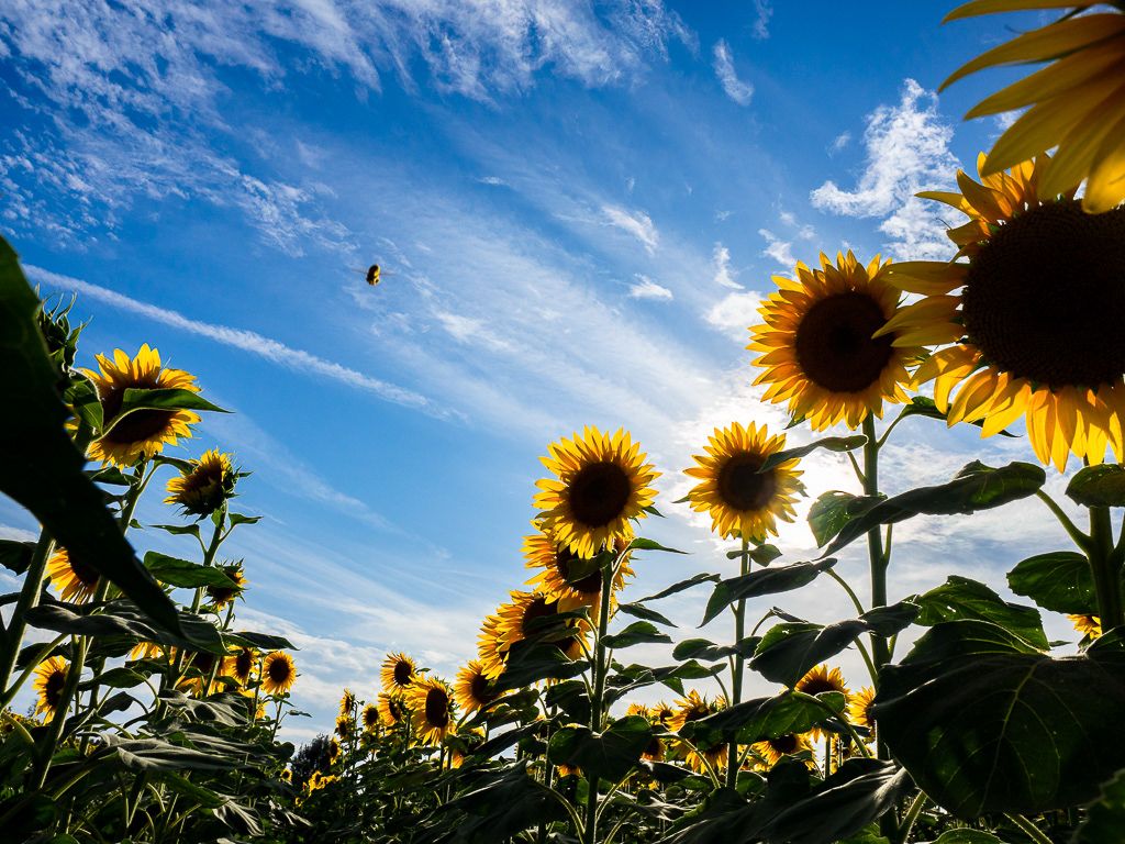 In volo in un campo di girasoli | Campagna versiliese