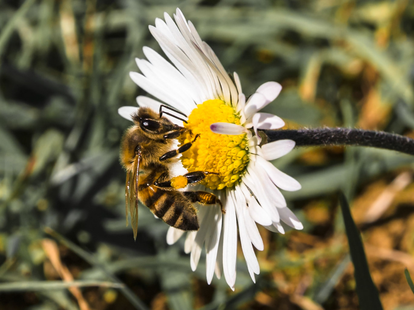 Ape al lavoro su un fiore di margherita