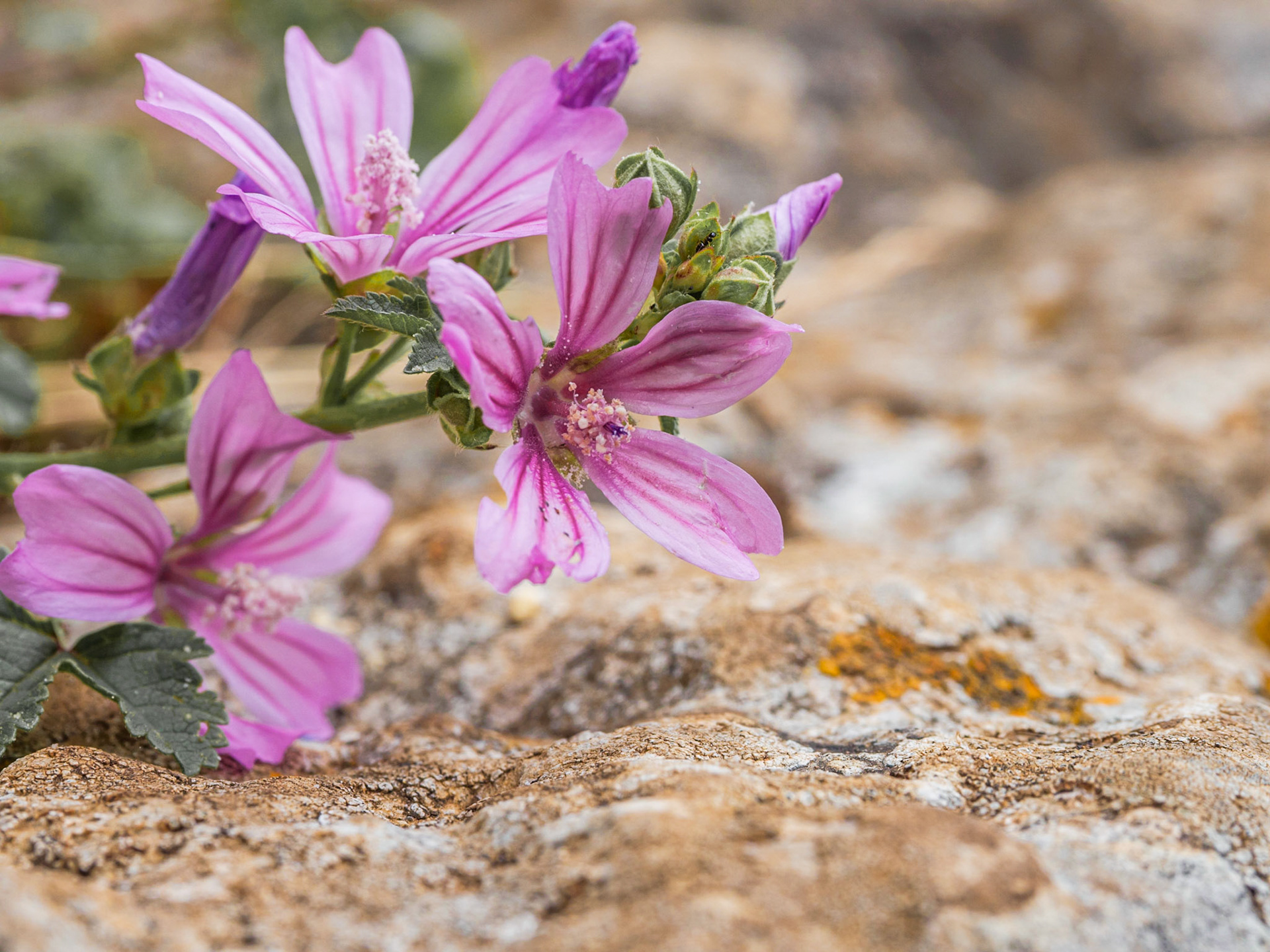 Malva sylvestris