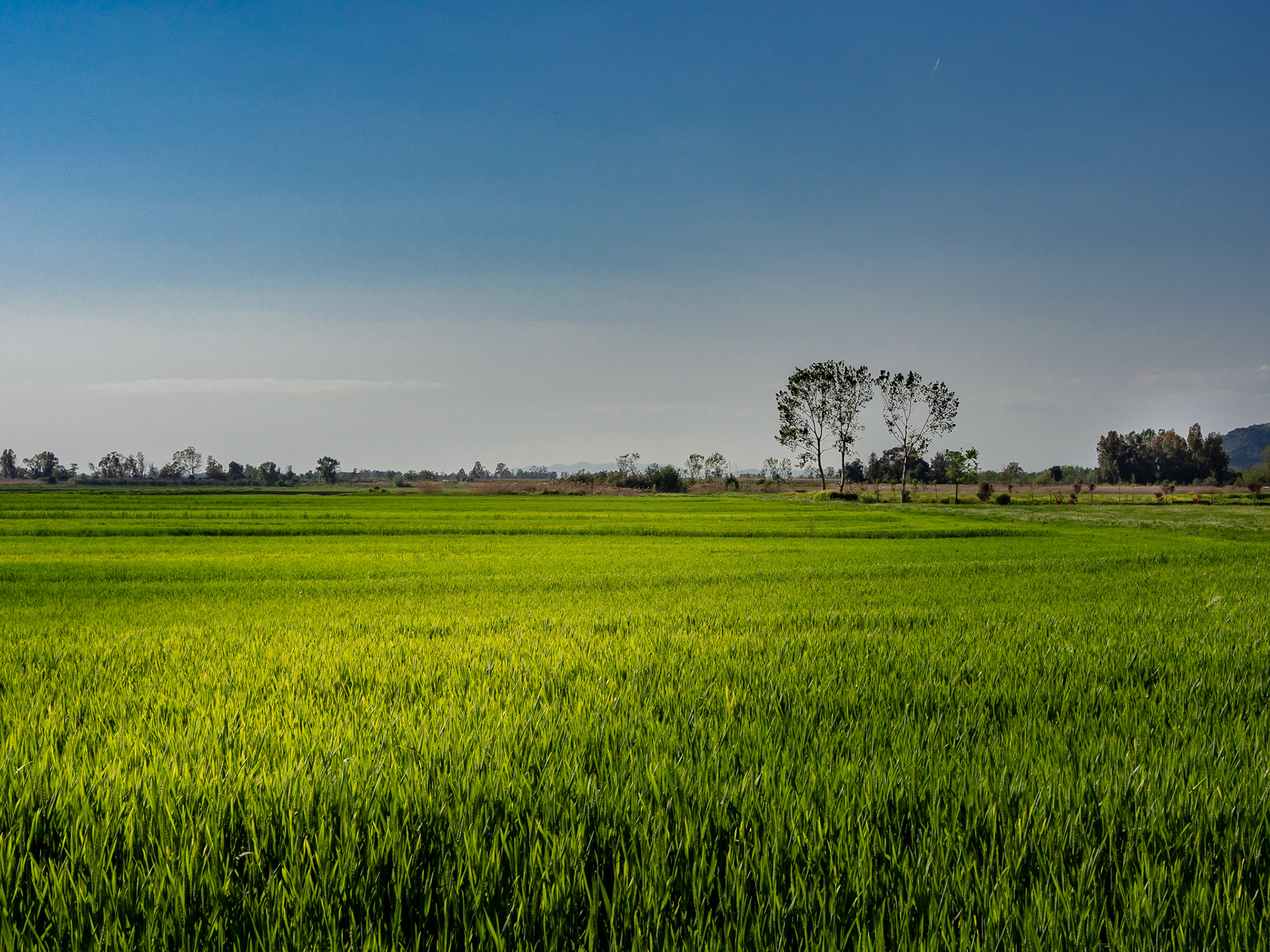Panorama di un verde campo coltivato a grano in una pomeriggio di primavera