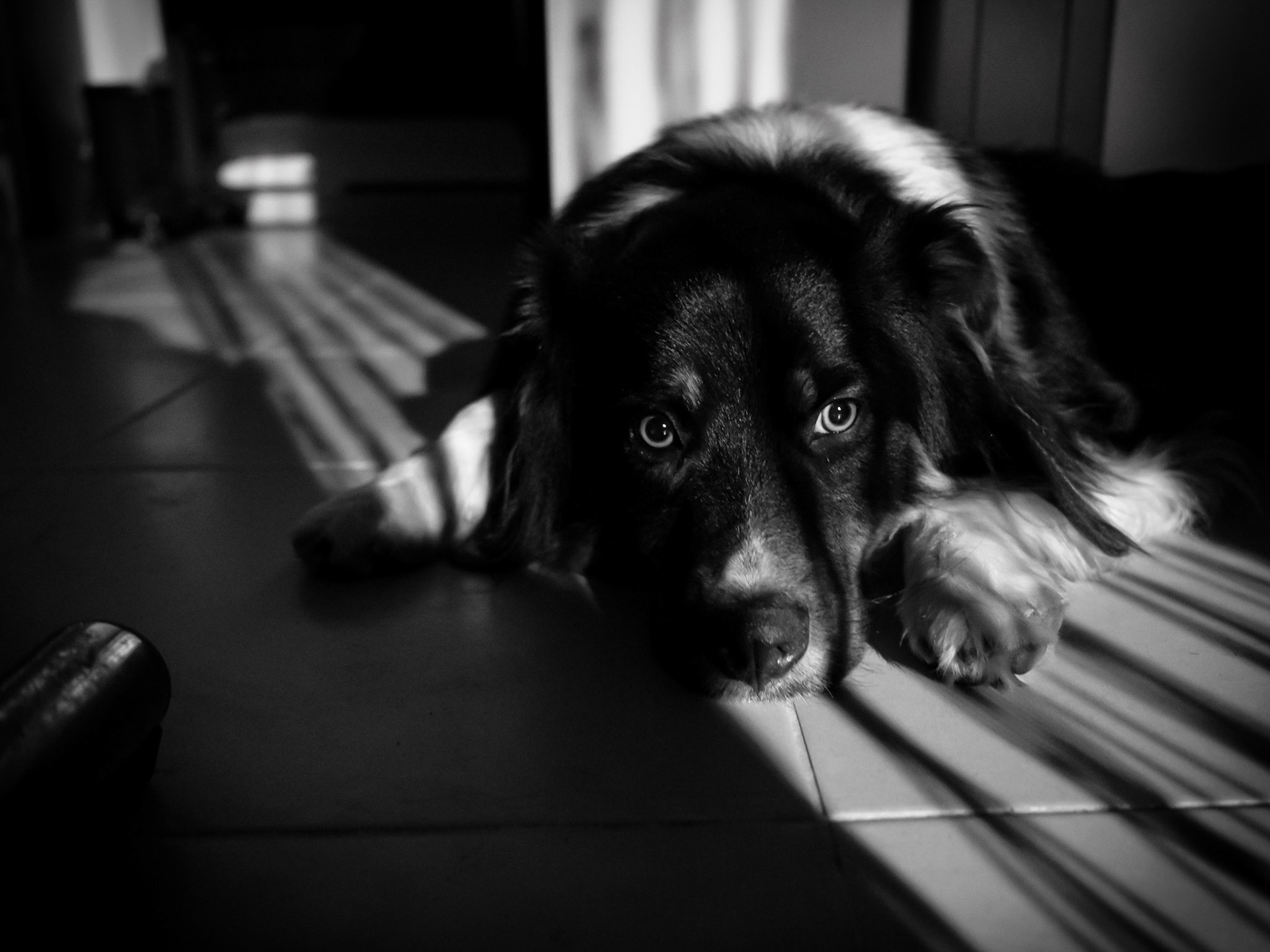 e pronto a scattare al prossimo rumore