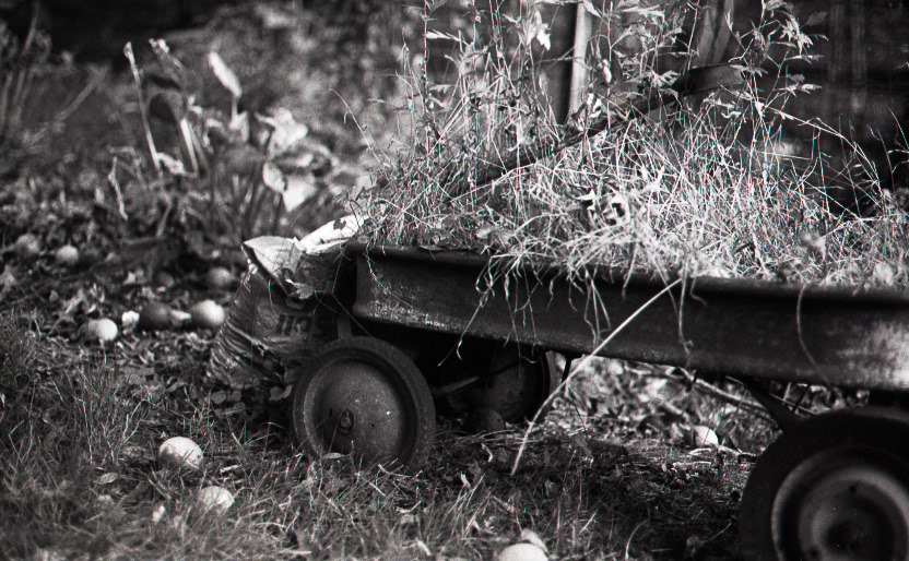 "Untitled (False Garden)"