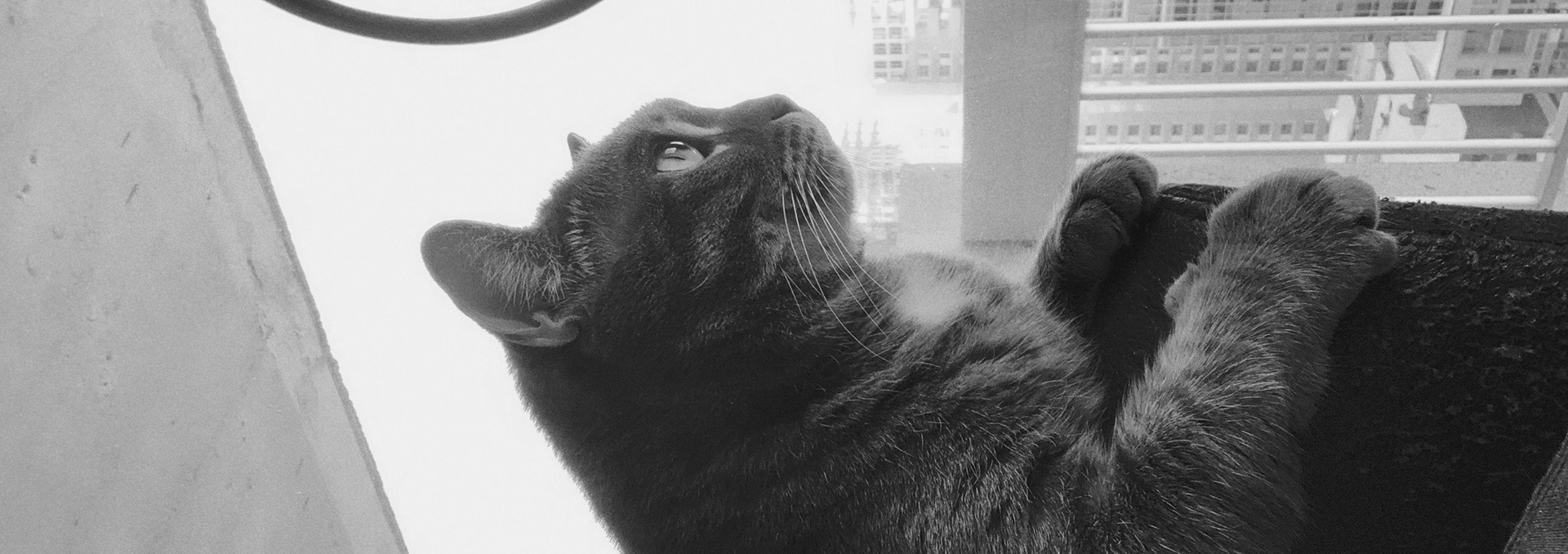 Shot with FIMO Tri-X 400.