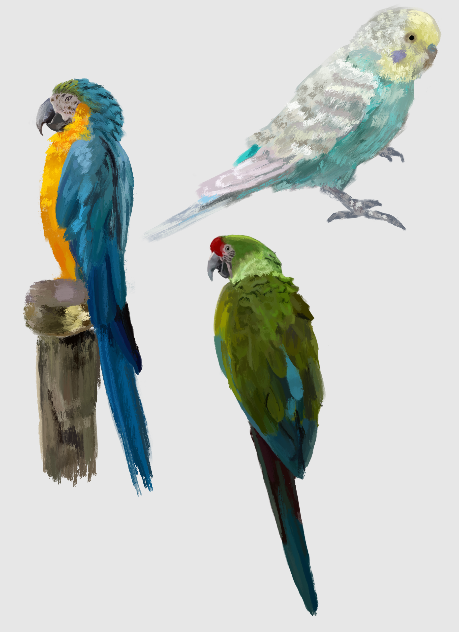 1 Hour on Procreate