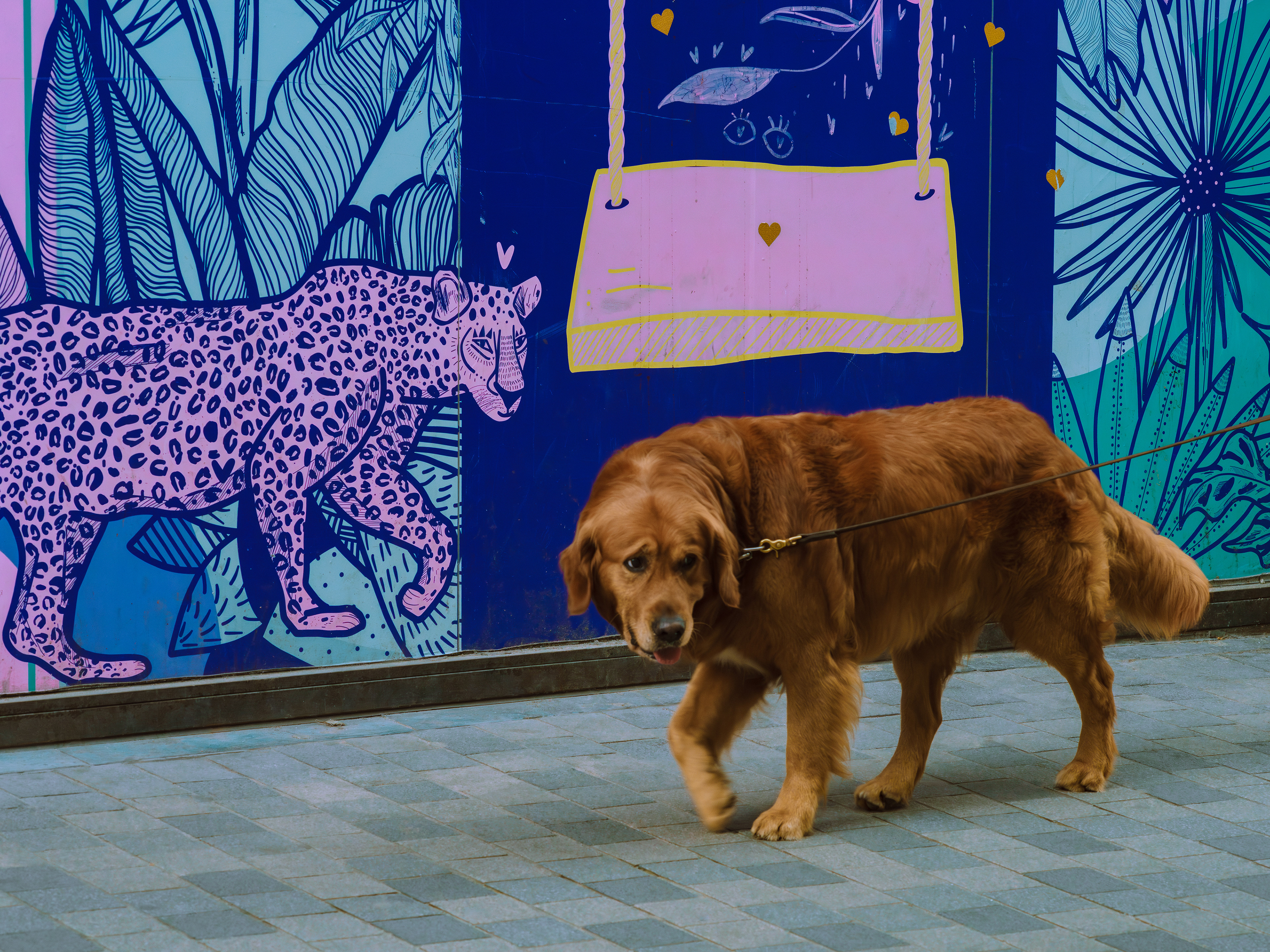 dogs_08