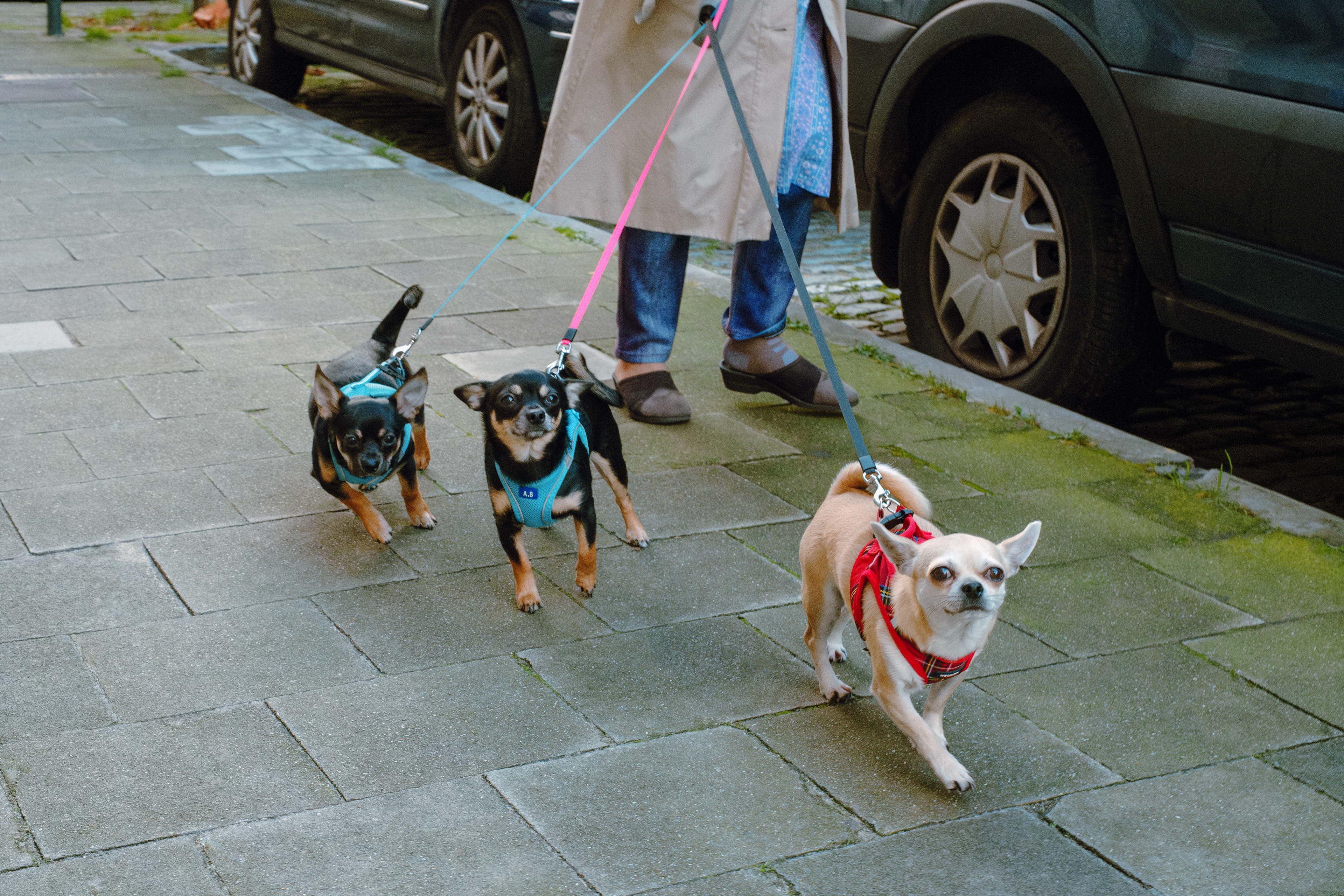 dogs_11