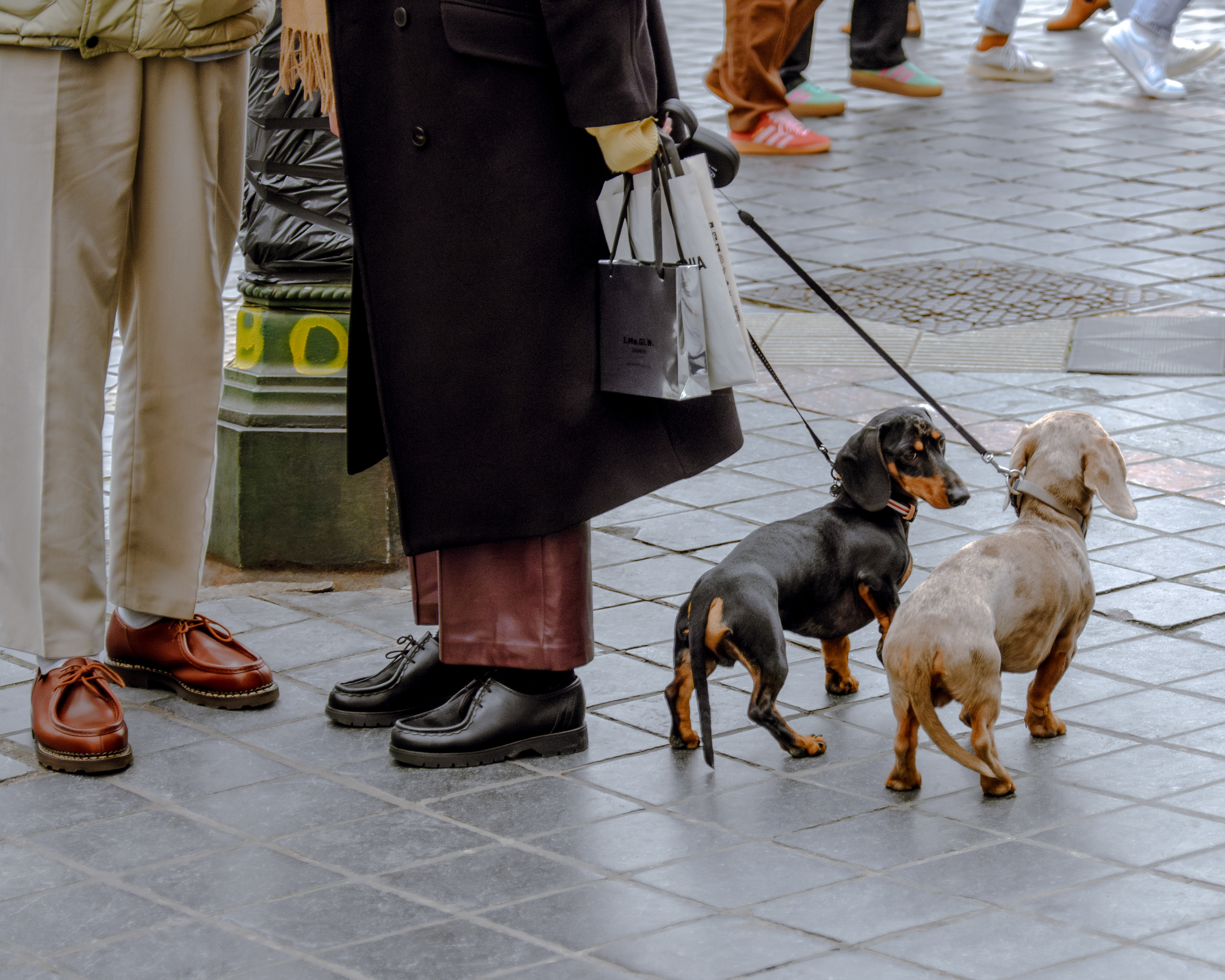 dogs_17