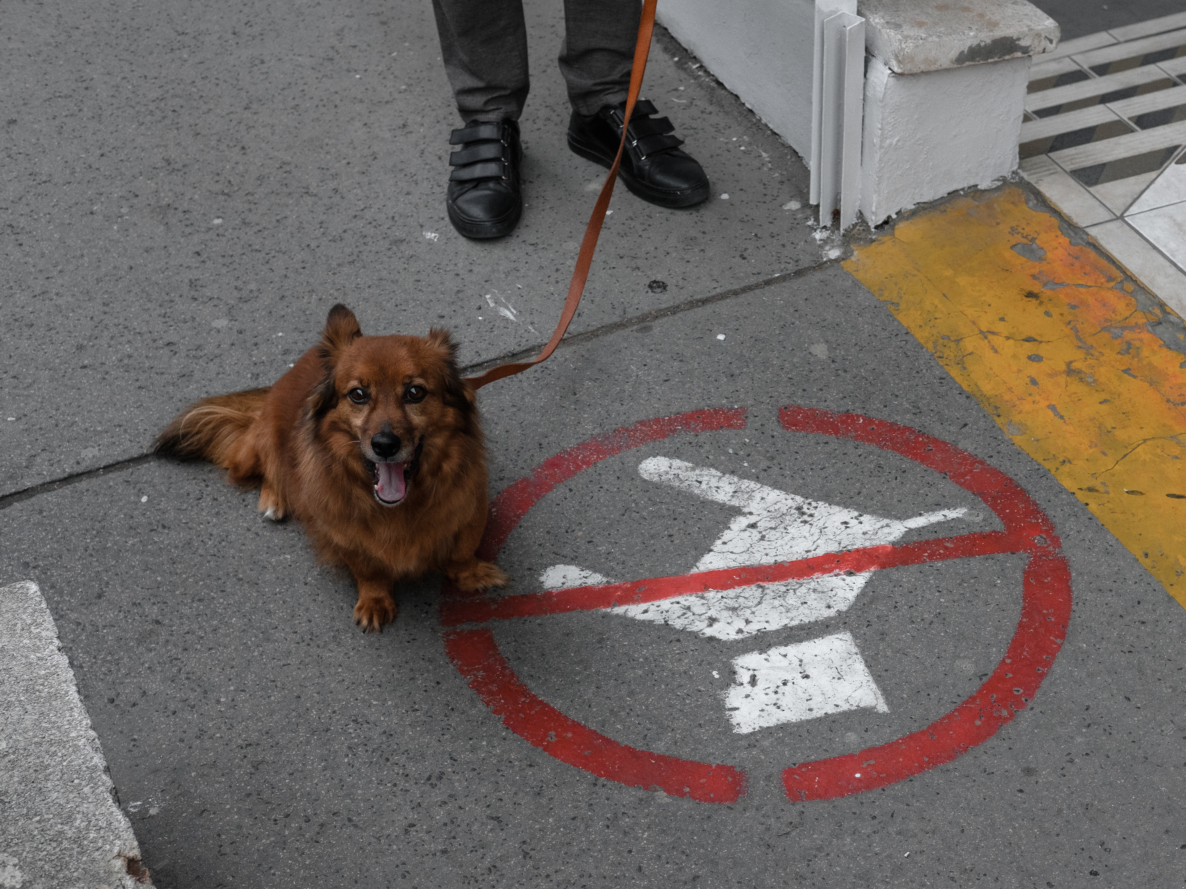 dogs_02