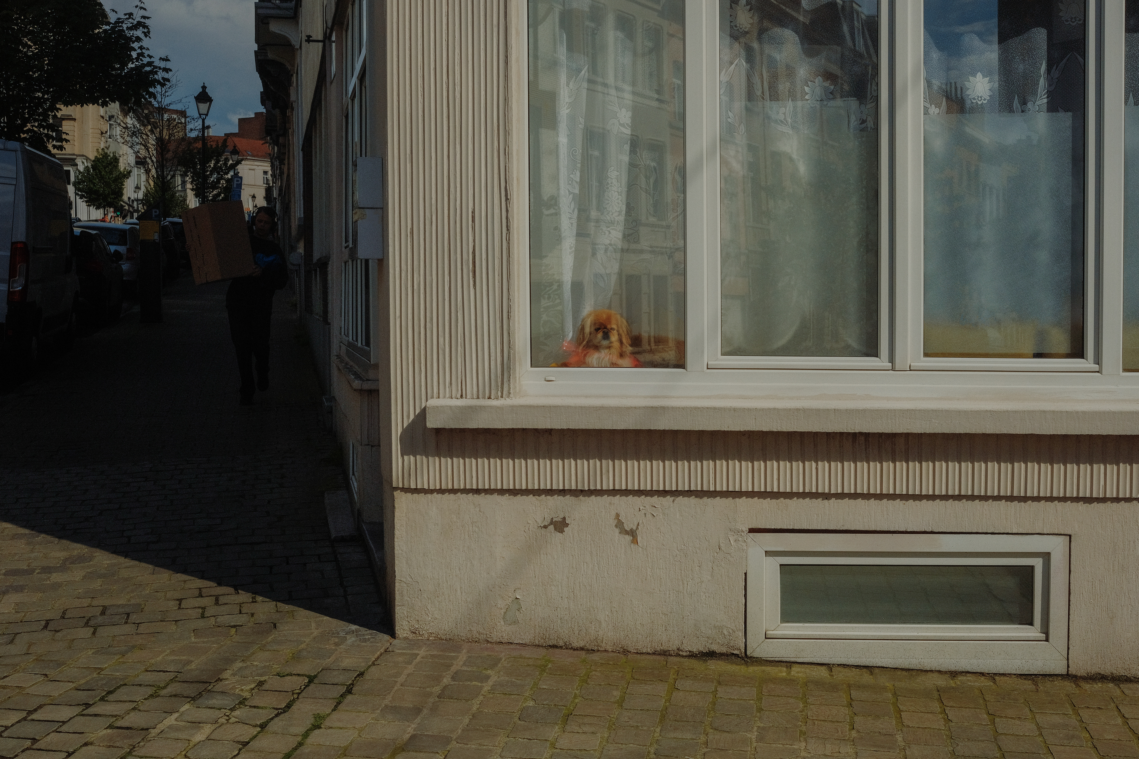 dogs_12