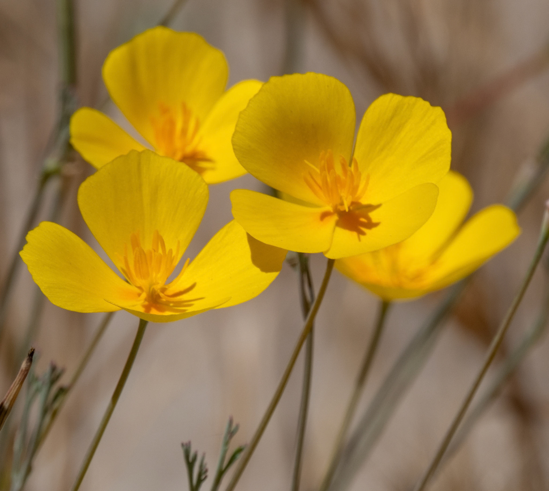 California Poppy