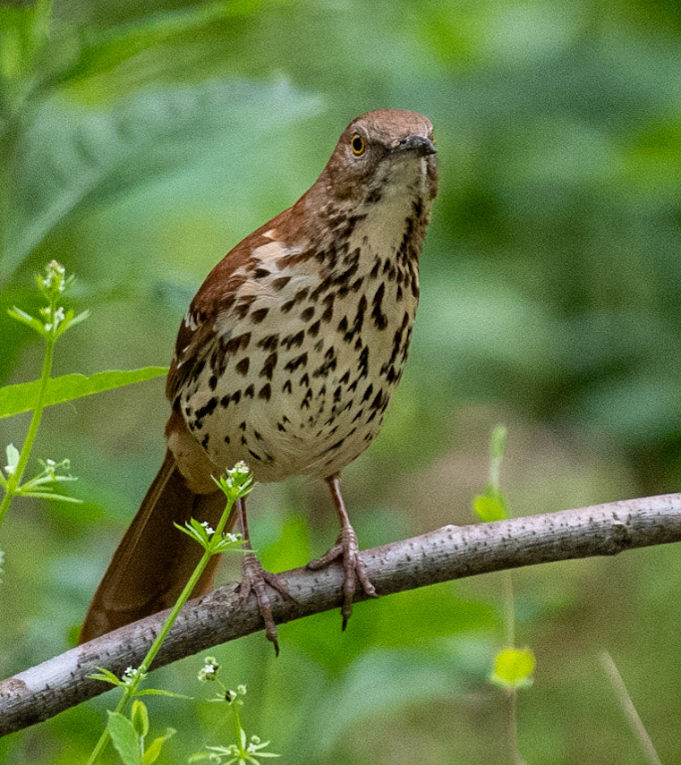 Brown Thrasher