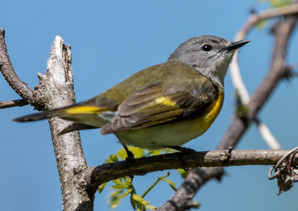 American Redstart (F)