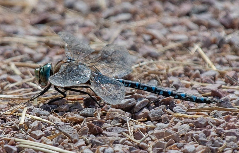 Lance-tipped Darner (M)