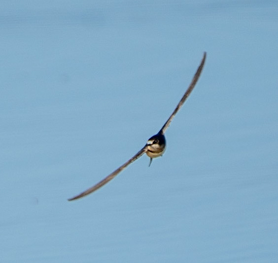 Barn Swallow